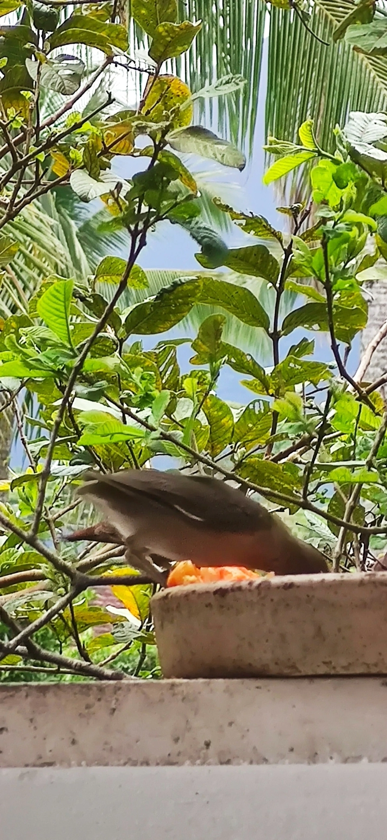 Sabiá-barranco (Turdus leucomelas), aves, fotografado em Maresias, São Sebastião