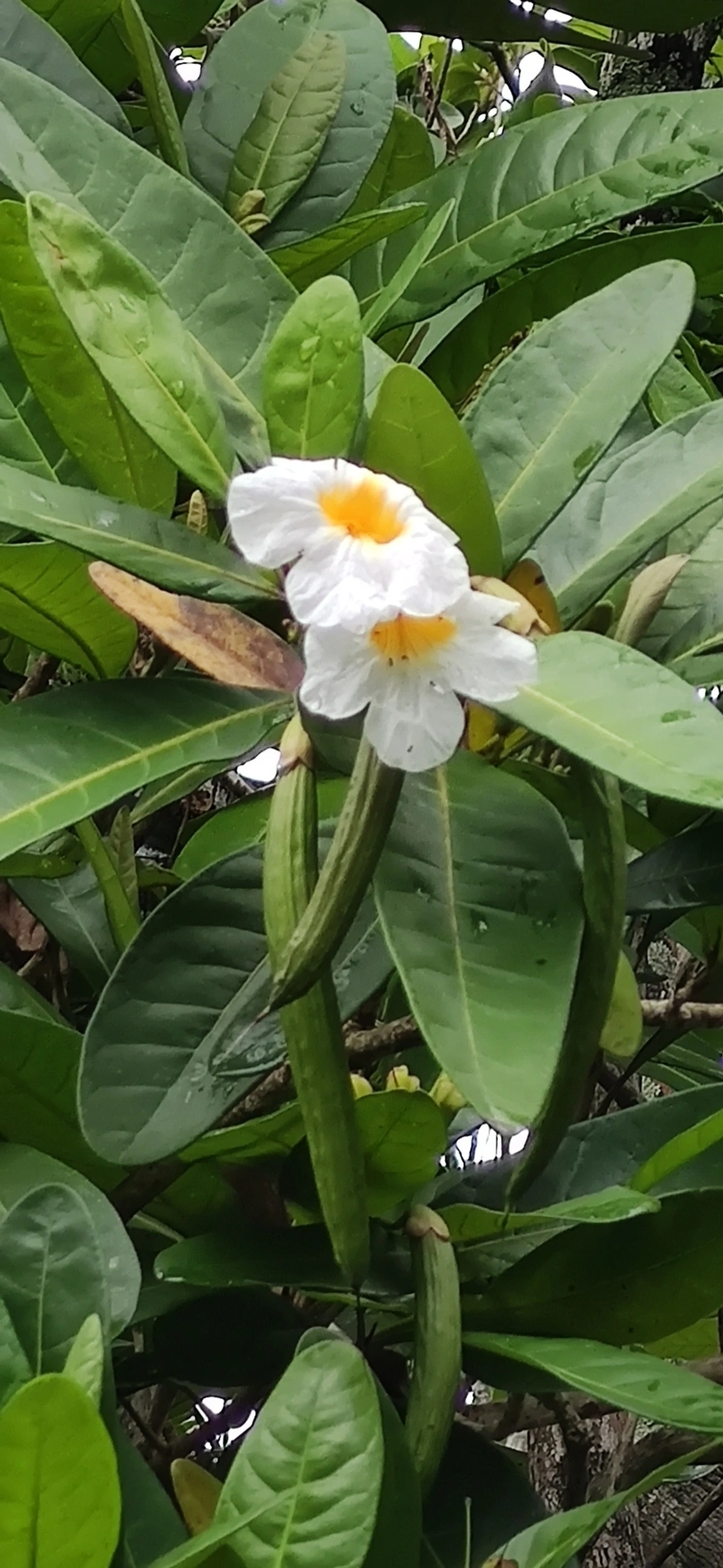 Caixeta (Tabebuia cassinoides), plantas, fotografado em São Sebastião