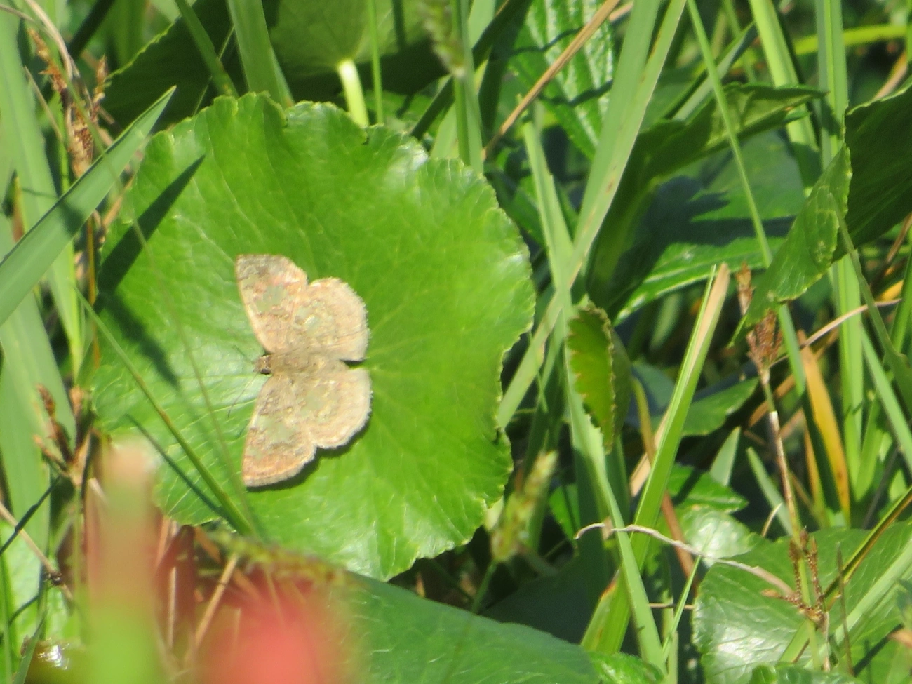 Espadarte-de-asas-vítreas (Xenophanes tryxus), insetos, fotografado em Maresias, São Sebastião