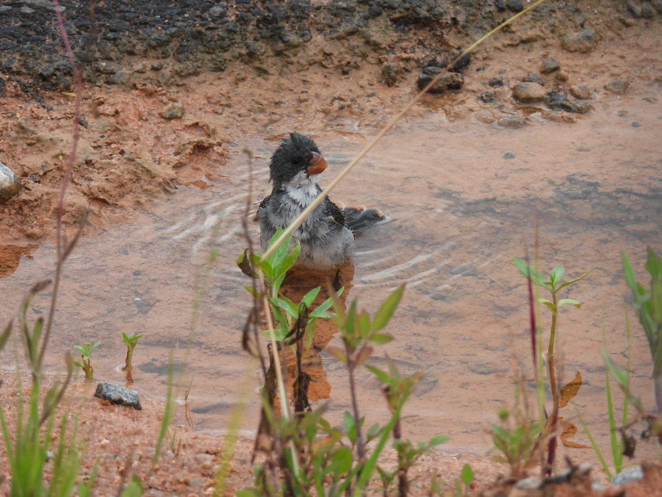Chorão (Sporophila leucoptera), aves, fotografado em Indaiá, Caraguatatuba