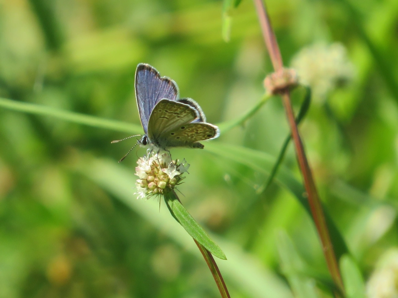Borboleta-azulzinha-do-trevo (Hemiargus hanno), insetos, fotografado em Maresias, São Sebastião