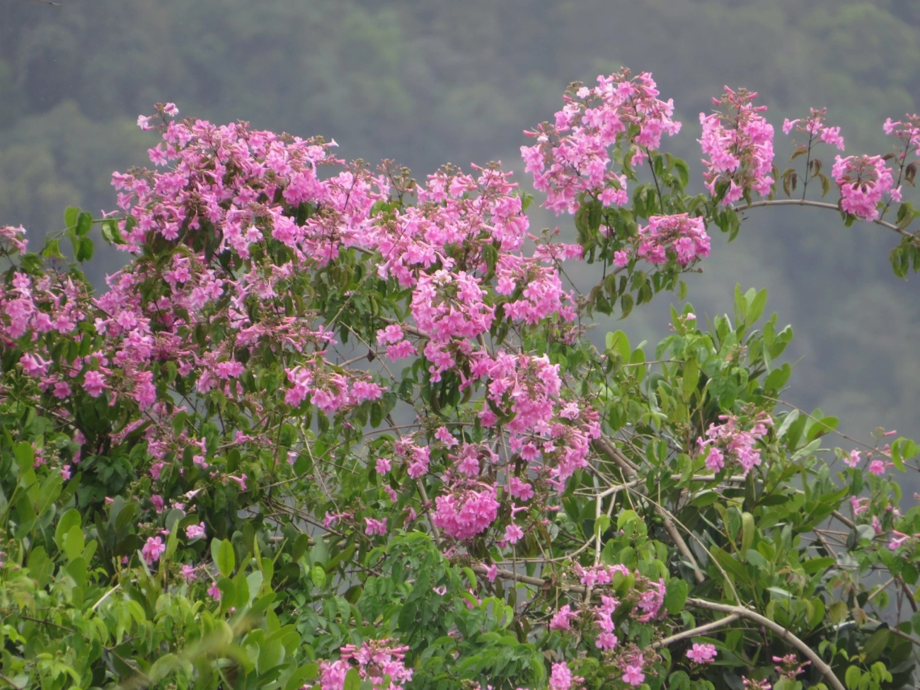 Trombeta-rosa (Podranea ricasoliana), plantas, fotografado em Maresias, São Sebastião