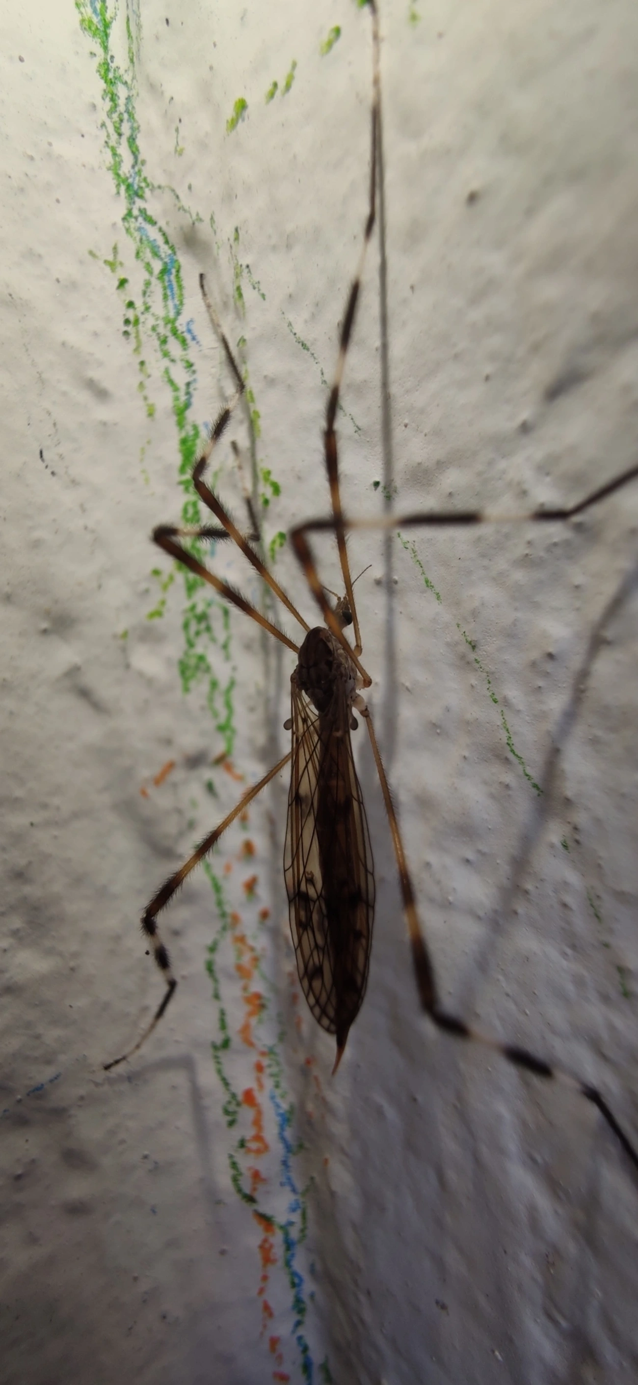 Lecteria bicornuta, insetos, fotografado em Maresias, São Sebastião