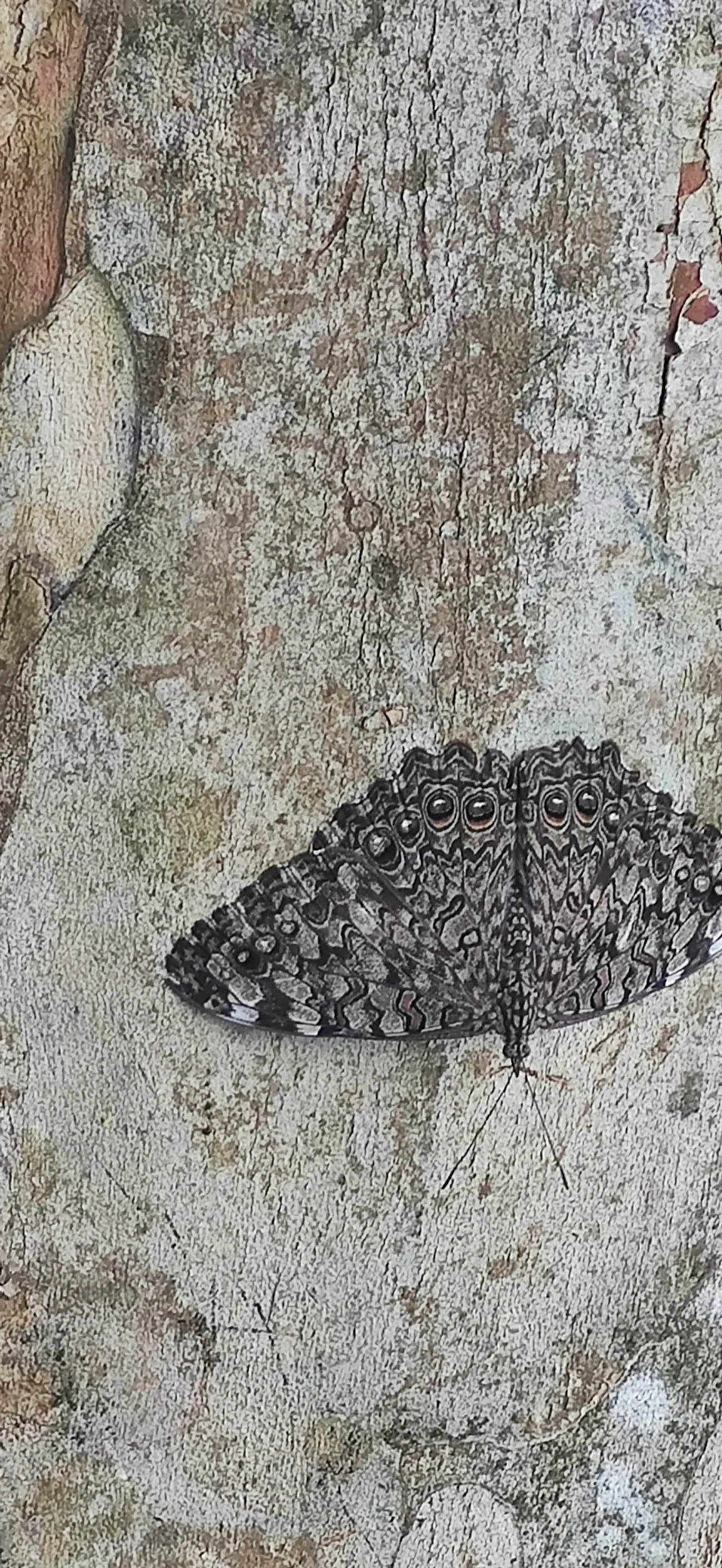 Estaladeira-cinzenta (Hamadryas februa), insetos, fotografado em Paraibuna