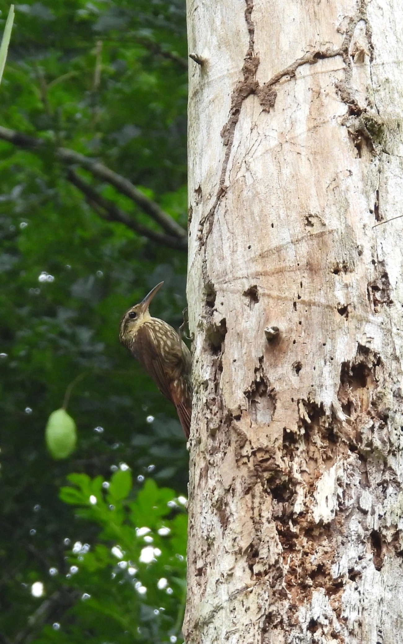 Arapaçu-rajado (Xiphorhynchus fuscus), aves, fotografado em Maresias, São Sebastião
