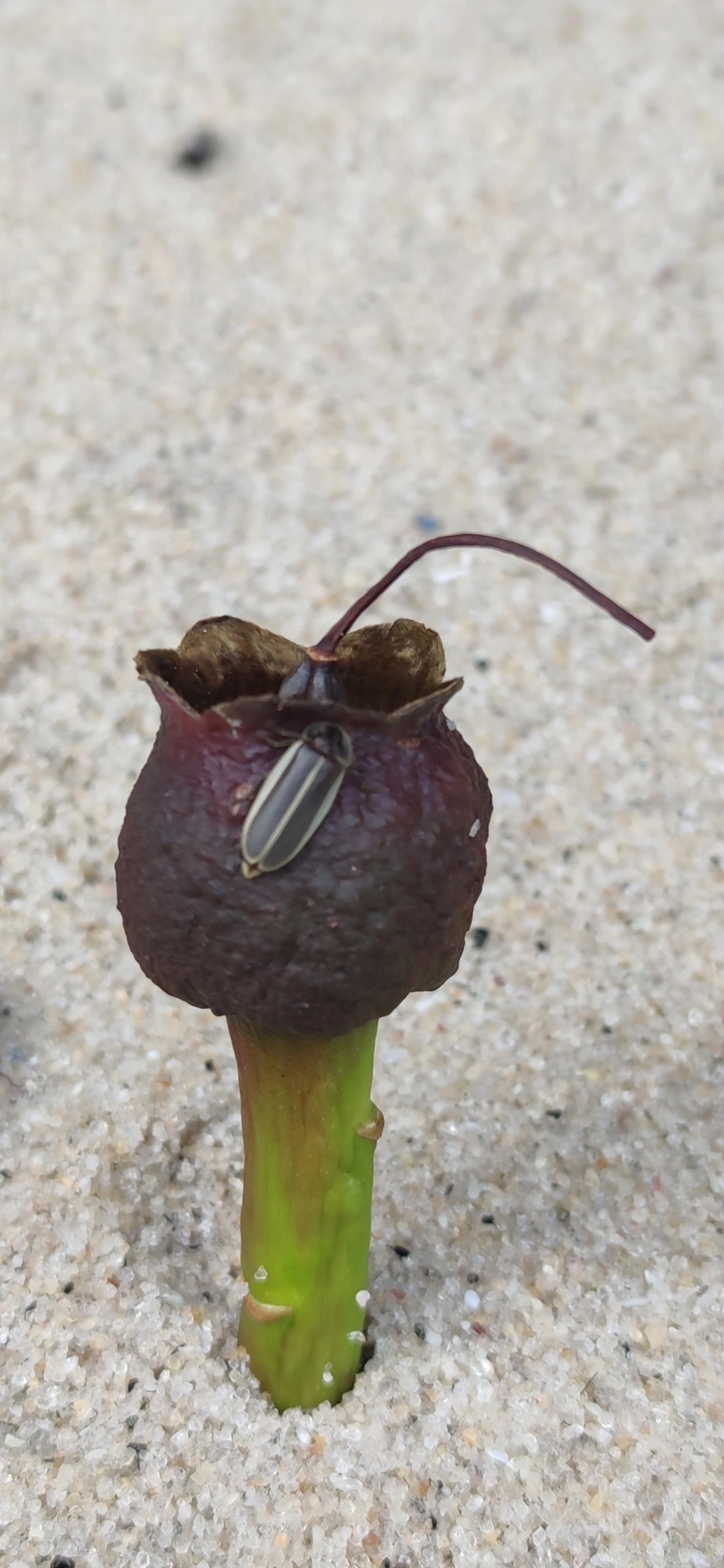 Lampyrinae, insetos, fotografado em Prais do Saco, São Sebastião