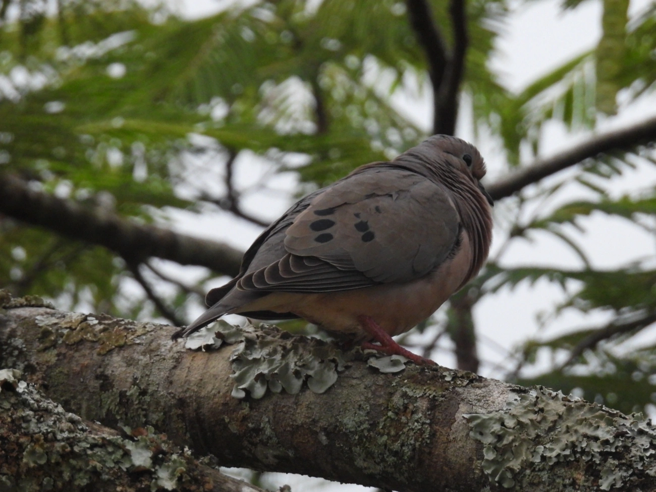 Pomba-de-bando (Zenaida auriculata), aves, fotografado em Cabreúva