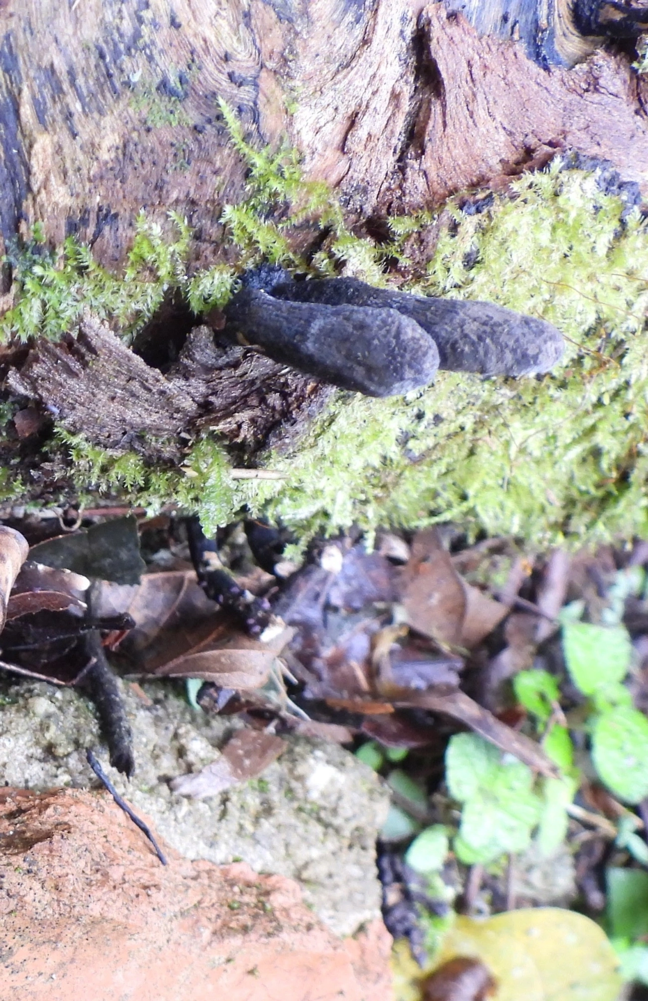 Xylaria longipes, fungos, fotografado em Maresias, São Sebastião
