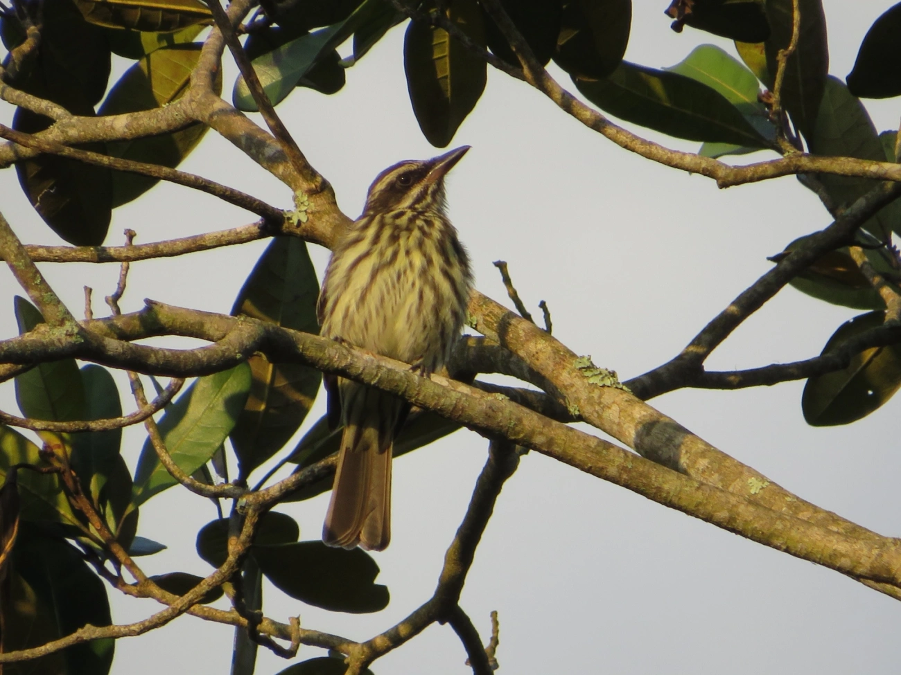 Bem-te-vi-rajado (Myiodynastes maculatus), aves, fotografado em Maresias, São Sebastião