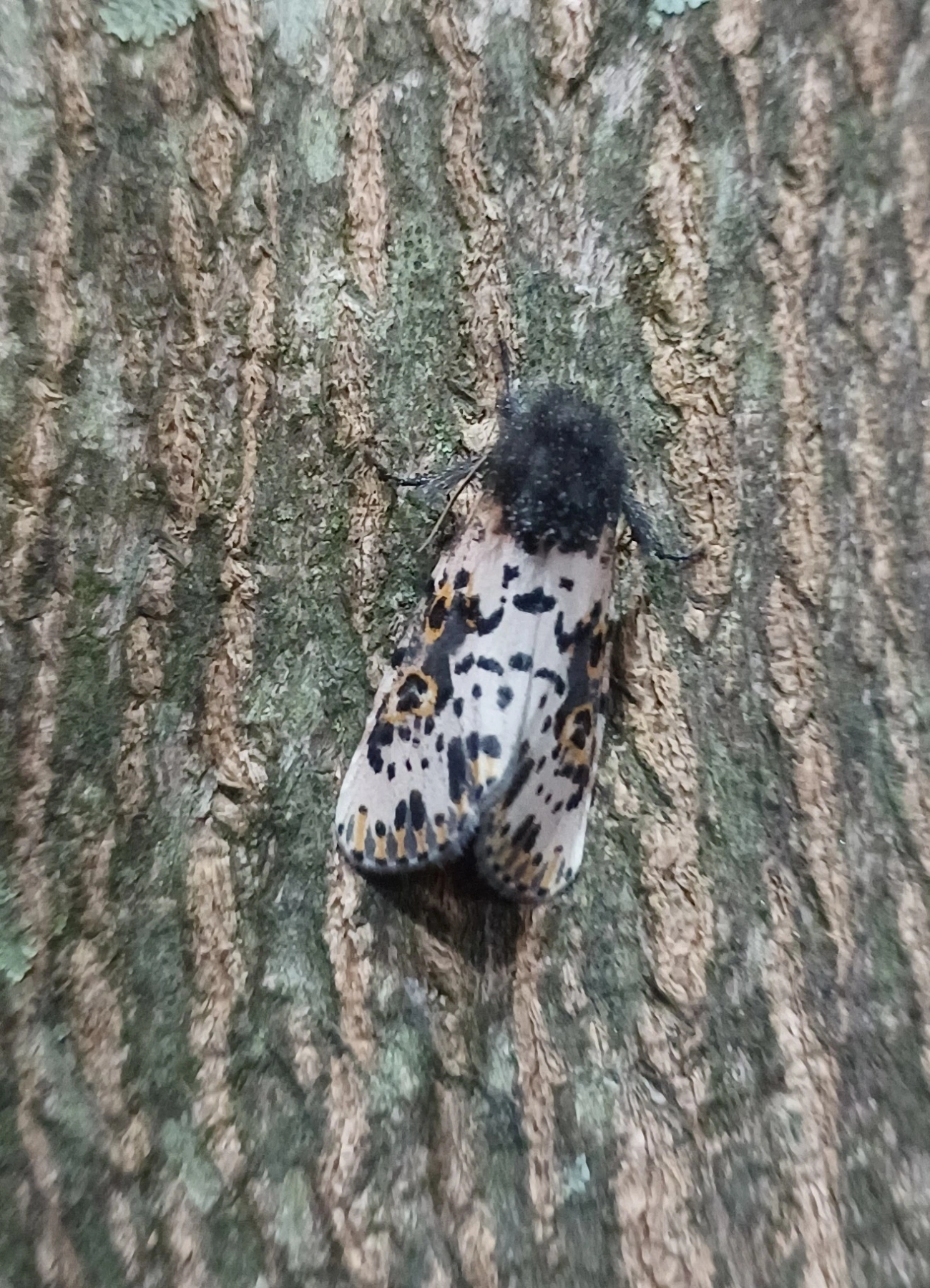 Mariposa-espanhola (Xanthopastis timais), insetos, fotografado em Maresias, São Sebastião