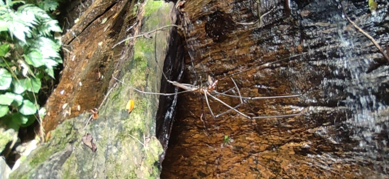 Aranhas-dos-Juncos (Tetragnatha), aracnídeos, fotografado em Maresias, São Sebastião
