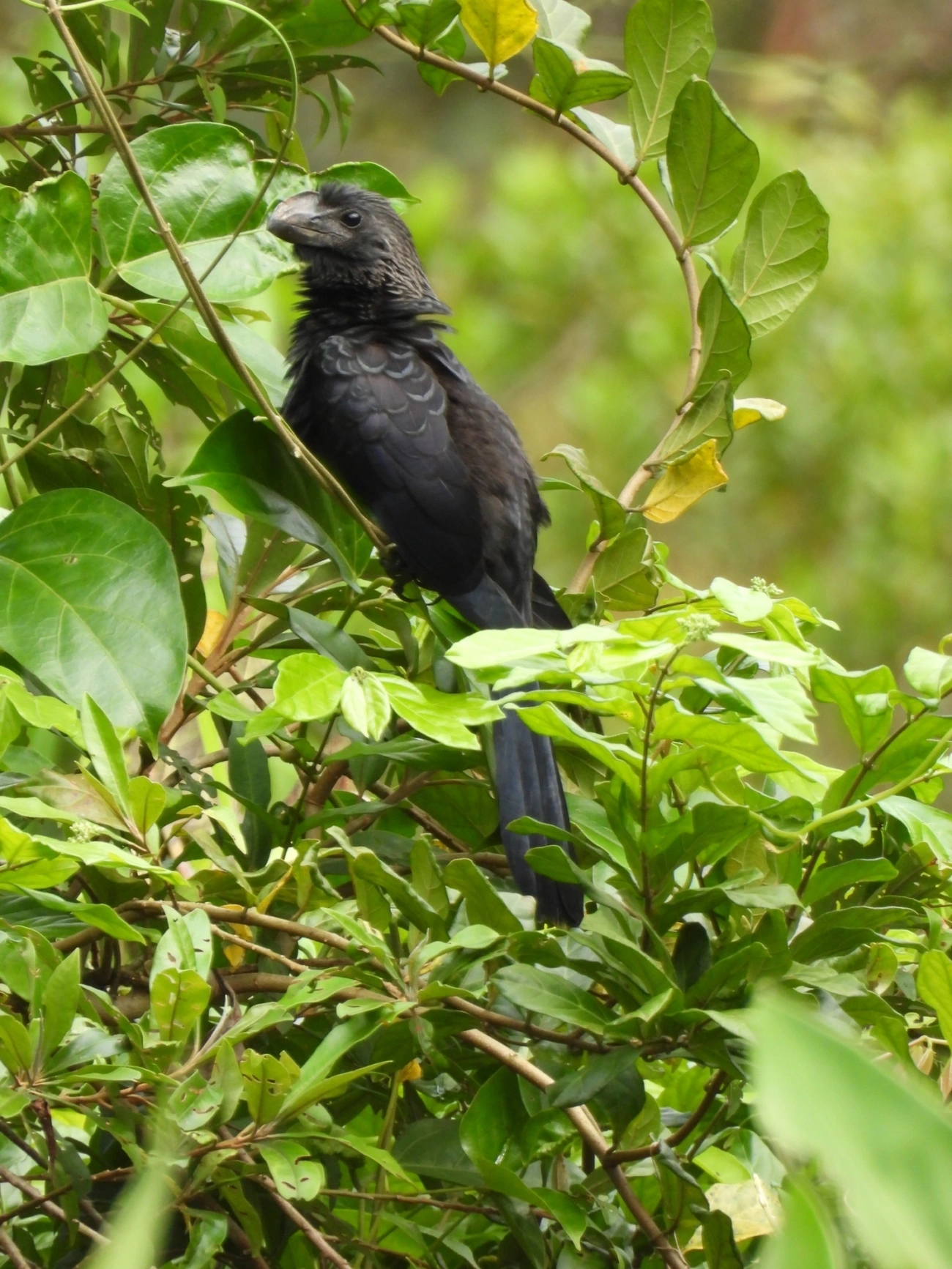 Anu-preto (Crotophaga ani), aves, fotografado em Maresias, São Sebastião
