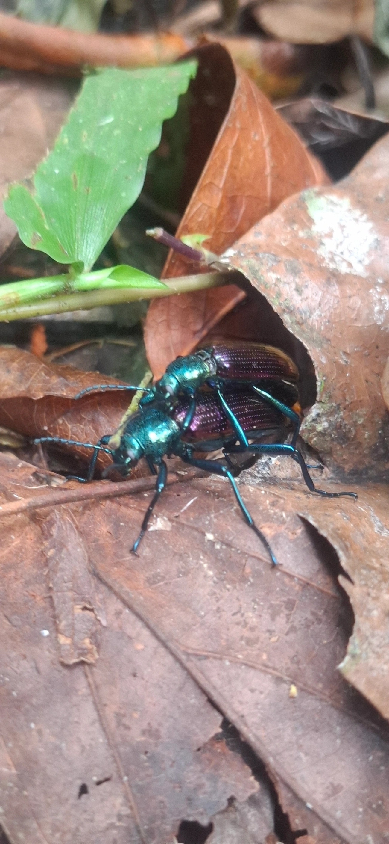 Strongylium bicolor, insetos, fotografado em Maresias, São Sebastião