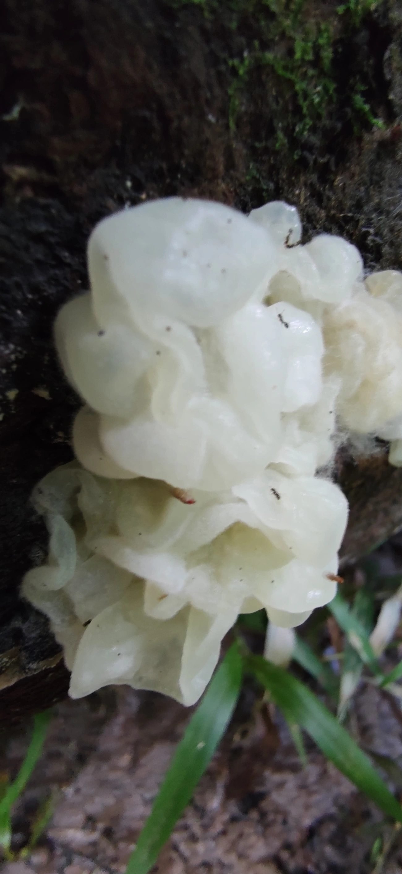 Protohydnum pululahuanum, fungos, fotografado em Maresias, São Sebastião