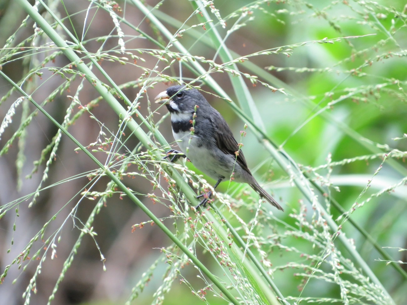 Coleirinho (Sporophila caerulescens), aves, fotografado em Maresias, São Sebastião