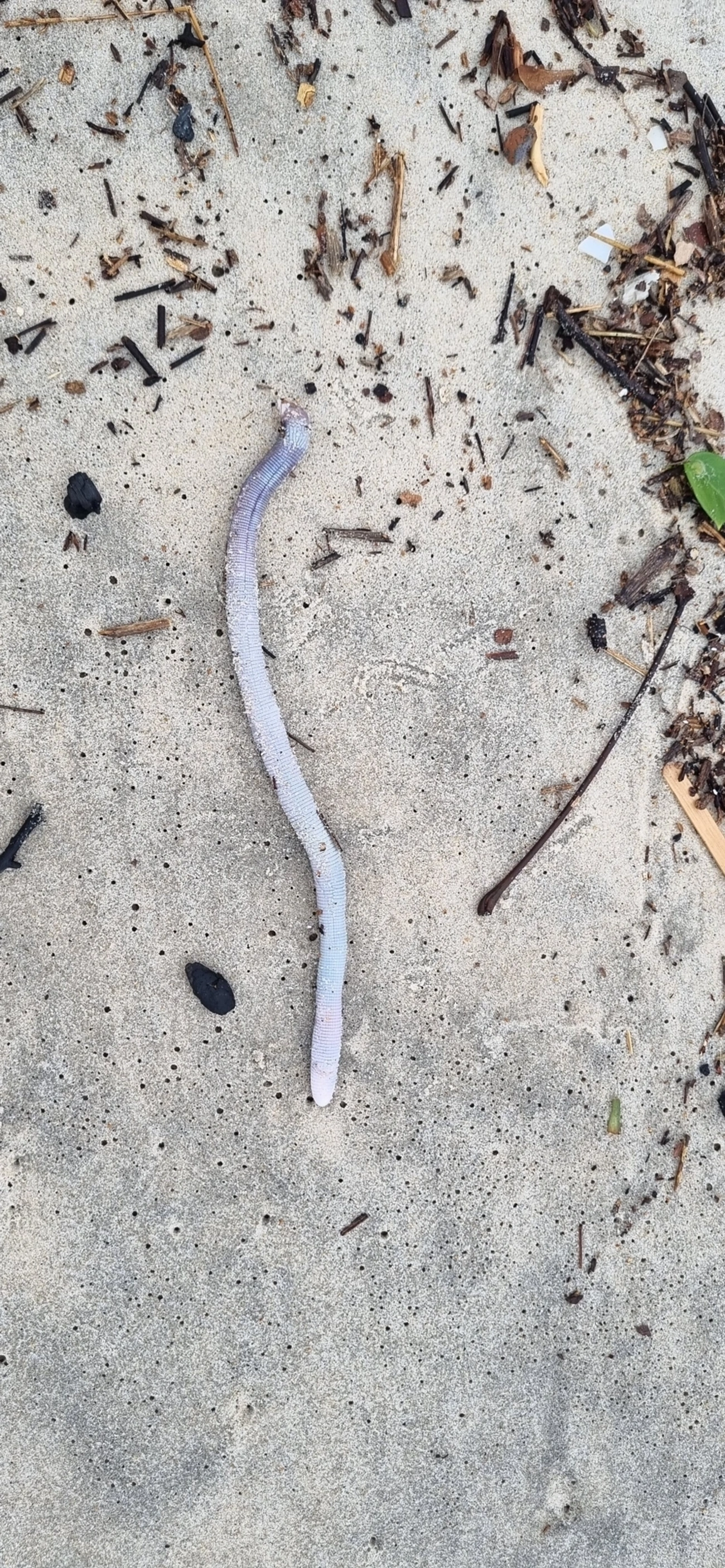 Cobra-de-duas-cabeças (Leposternon microcephalum), répteis, fotografado em Maresias, São Sebastião