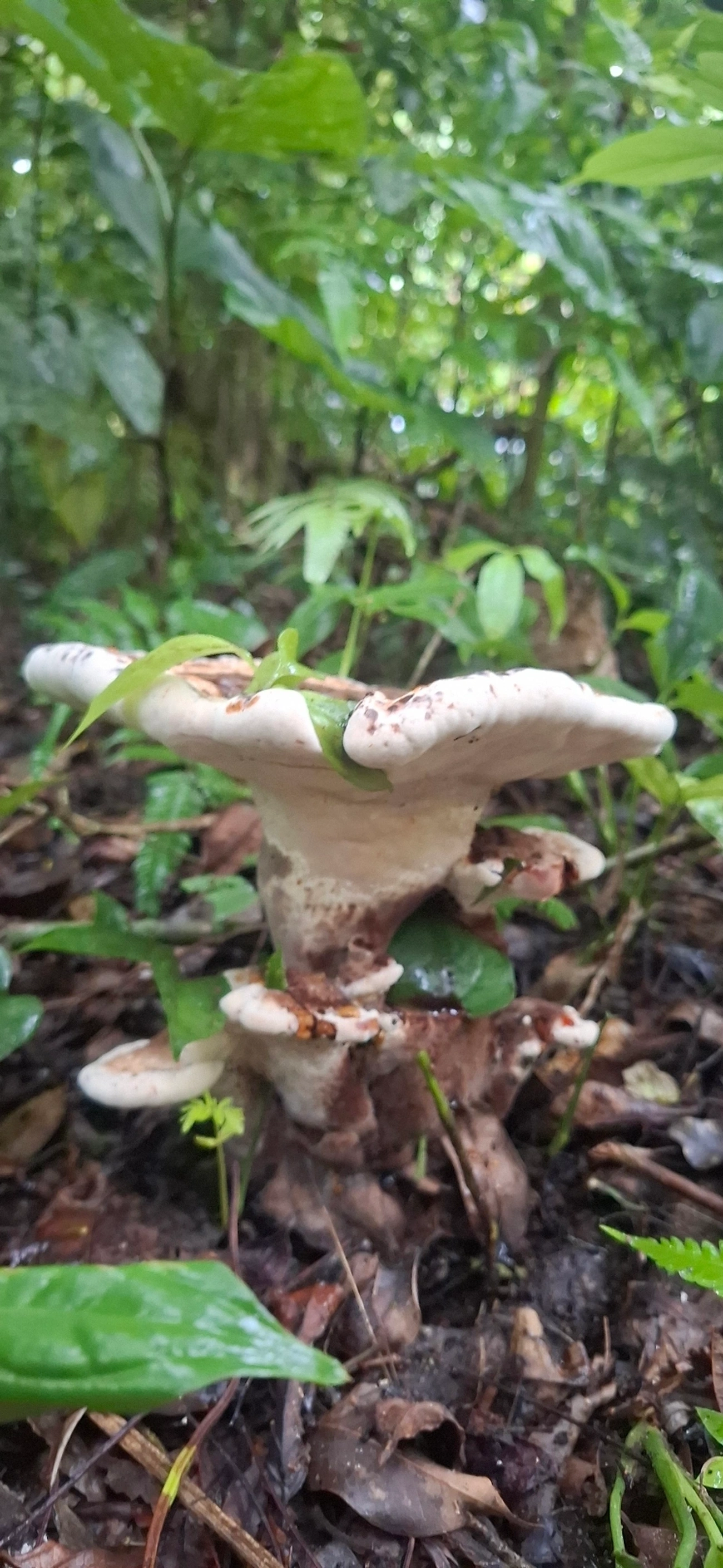 Kusaghiporia, fungos, fotografado em Maresias, São Sebastião