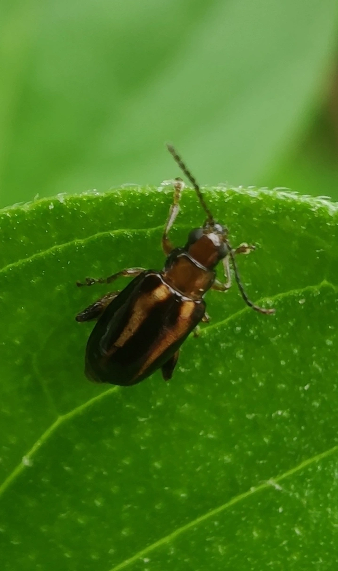 Systena, insetos, fotografado em Maresias, São Sebastião