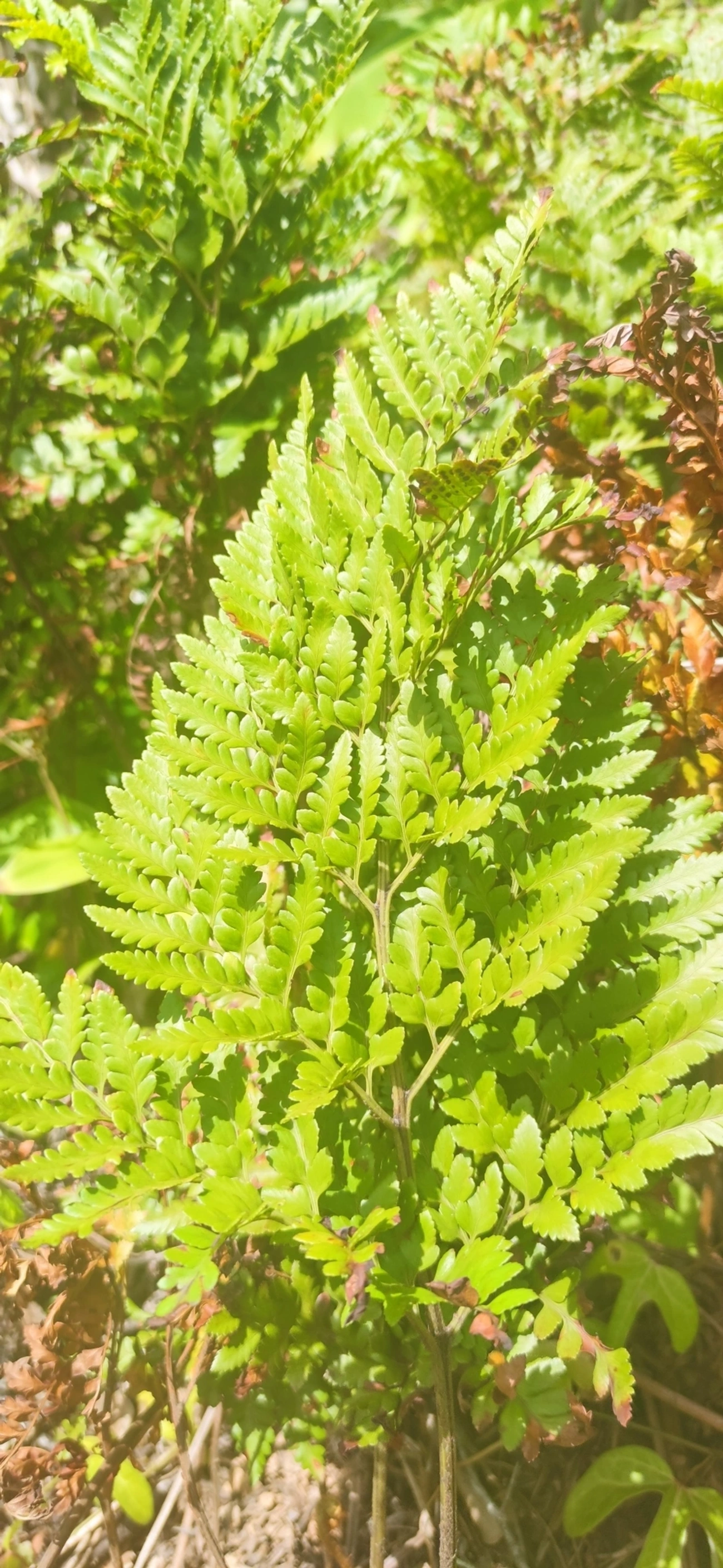 Samambaia-preta (Rumohra adiantiformis), plantas, fotografado em Maresias, São Sebastião