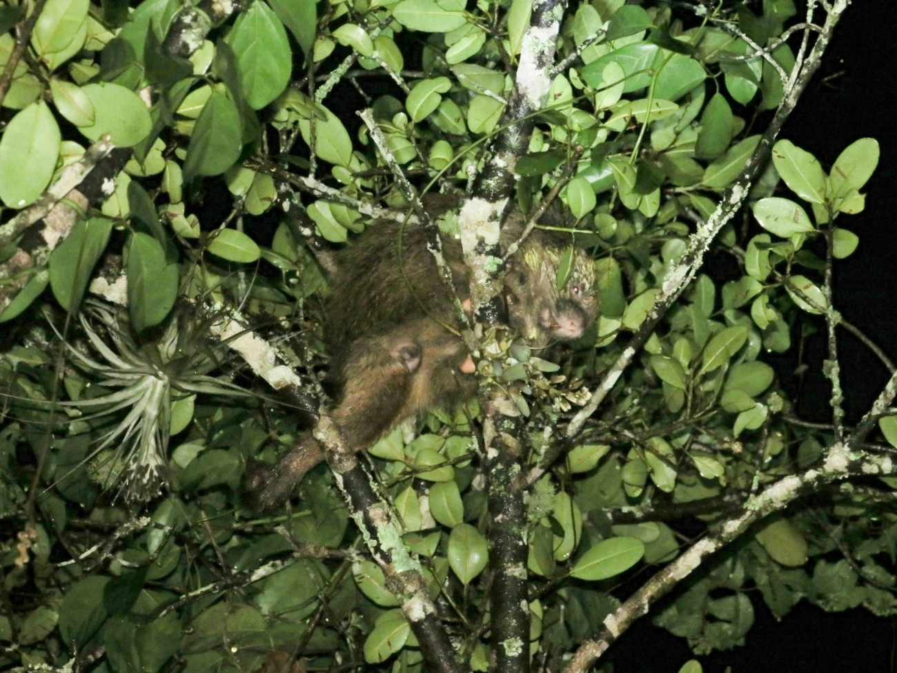 Coandu-alaranjado (Coendou spinosus), mamíferos, fotografado em Maresias, São Sebastião