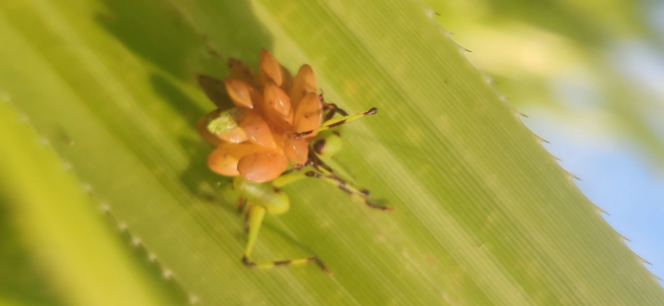 Cnemidophyllum oblitum, insetos, fotografado em Maresias, São Sebastião