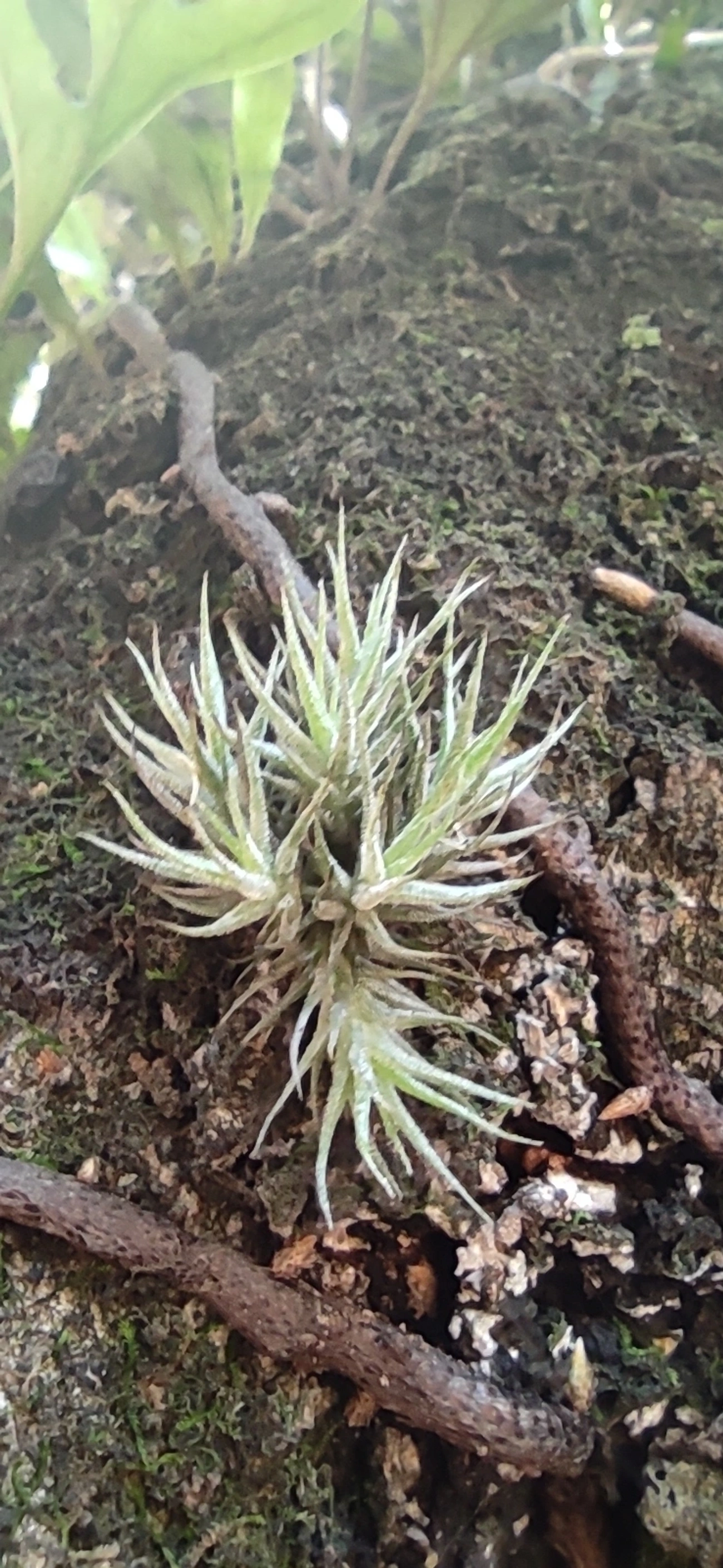 Tilândsia (Tillandsia tricholepis), plantas, fotografado em Vila Gomes Cardim, São Paulo