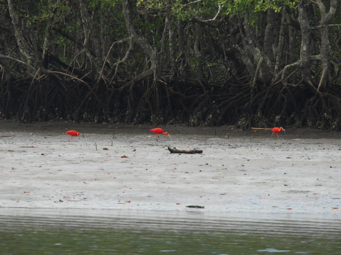Guará (Eudocimus ruber), aves, fotografado em Cananéia