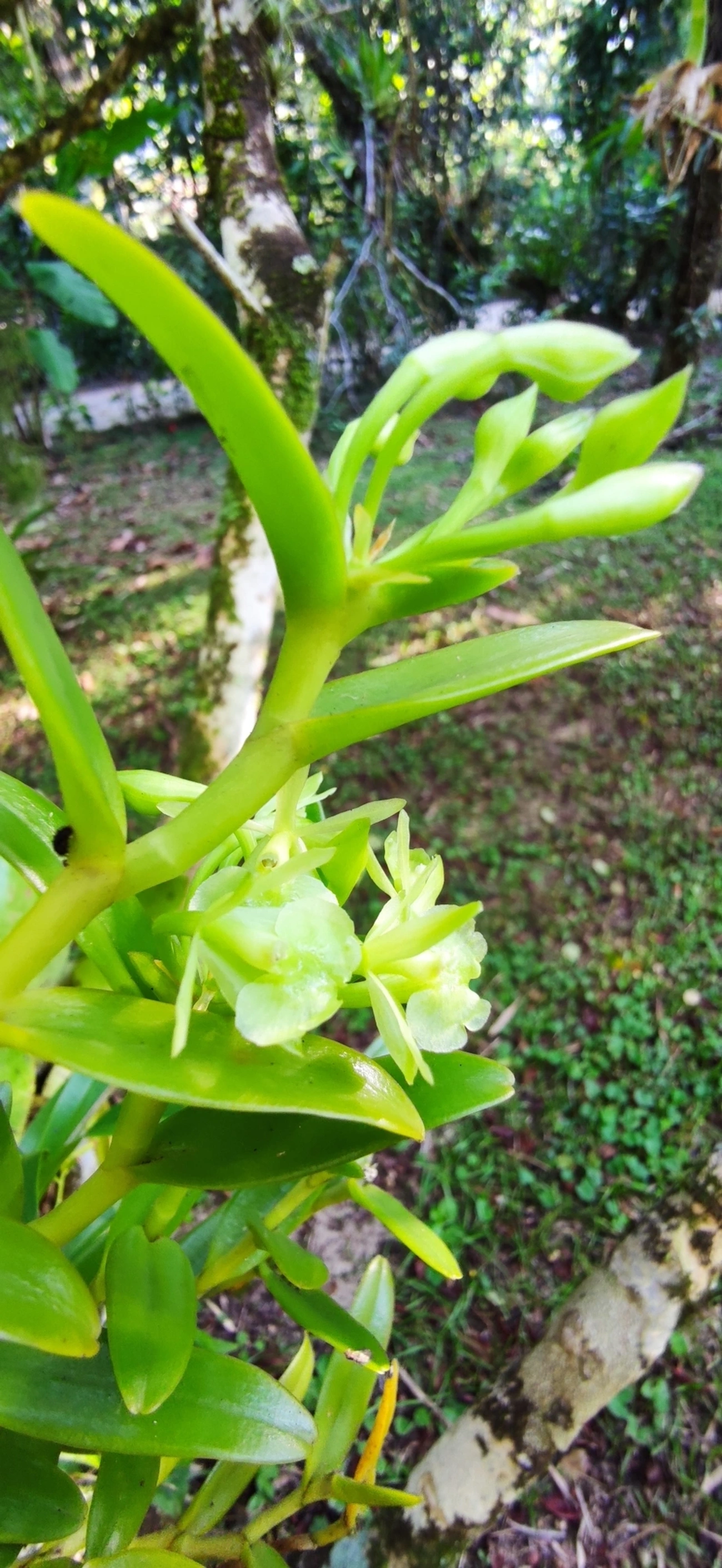 Epidendrum difforme, plantas, fotografado em Maresias, São Sebastião