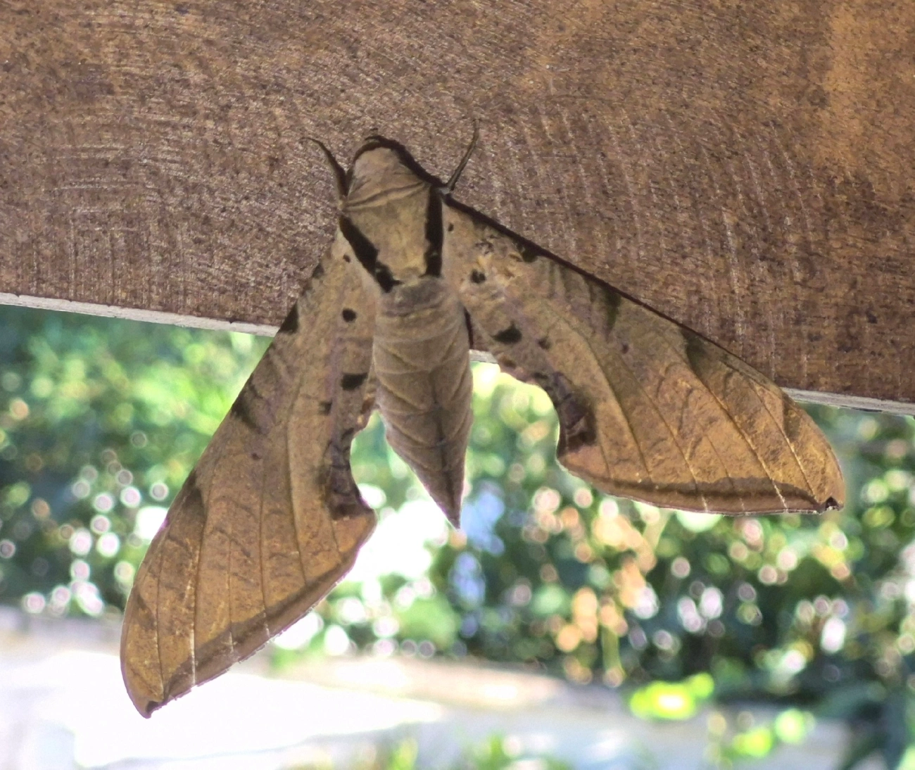 Lagarta-das-Folhas (Protambulyx strigilis), insetos, fotografado em Maresias, São Sebastião