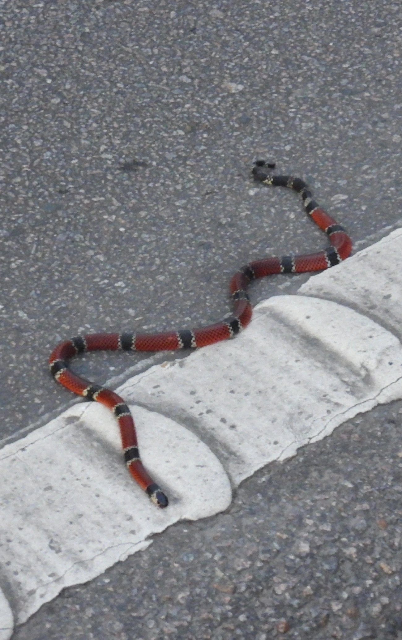 Coral-de-Colar-Branco (Micrurus corallinus), répteis, fotografado em Maresias, São Sebastião