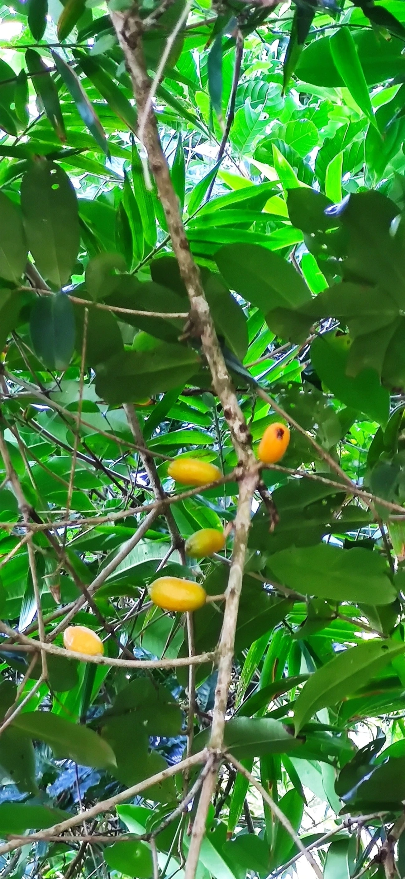 Pitangas (Eugenia), plantas, fotografado em Caraguatatuba