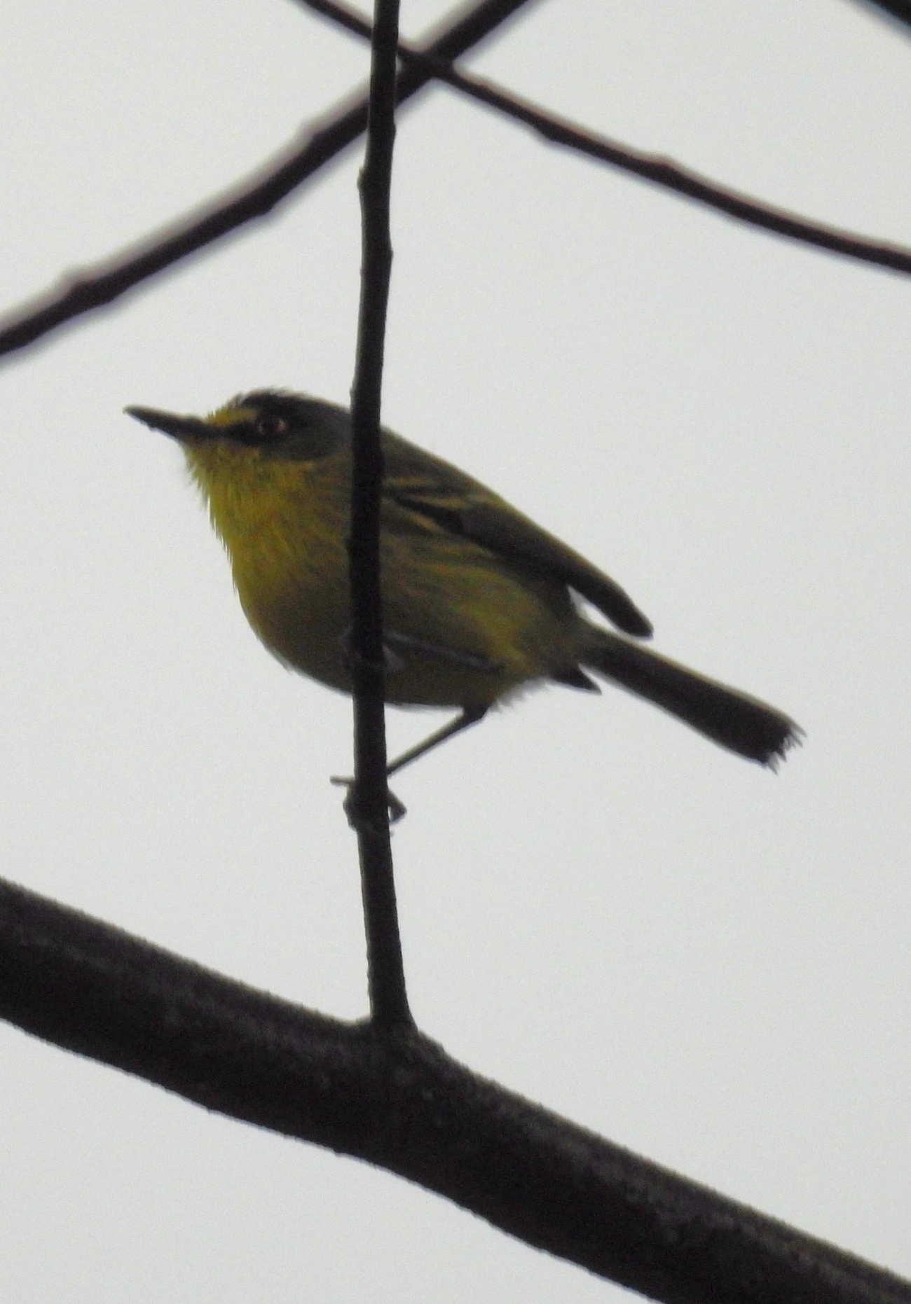 Teque-teque (Todirostrum poliocephalum), aves, fotografado em Maresias, São Sebastião