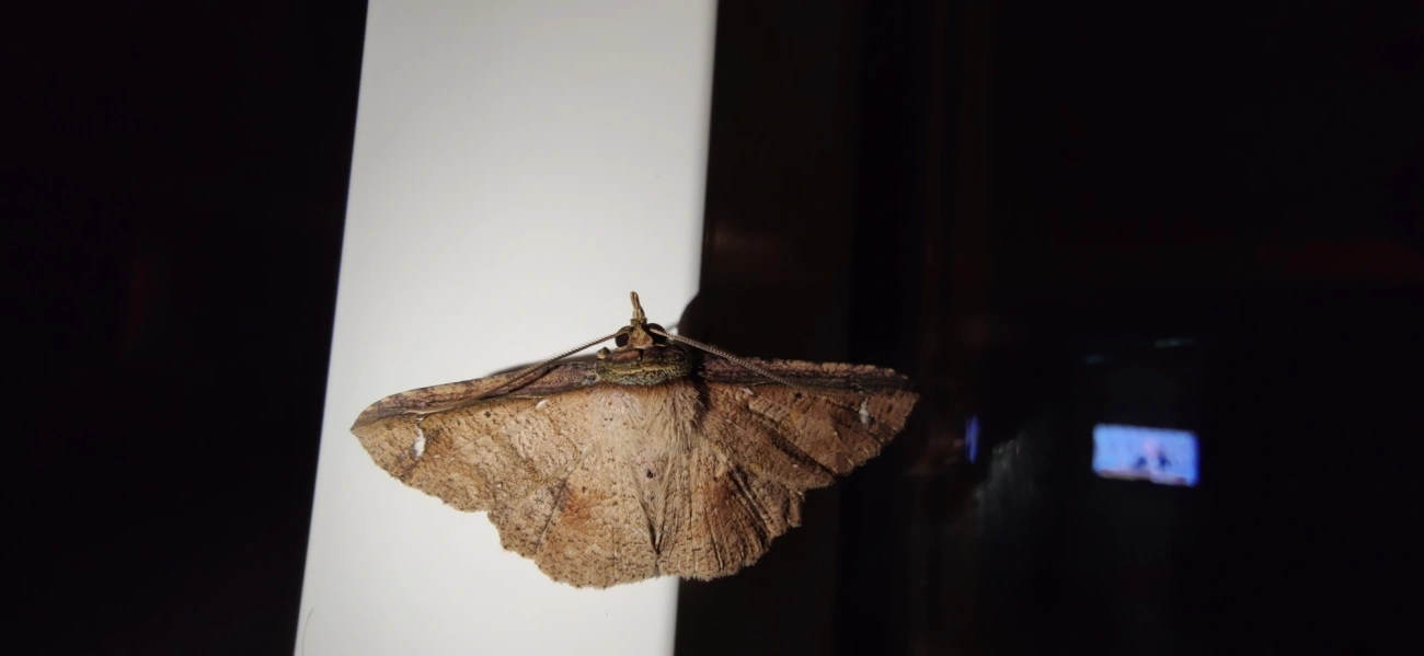 Ennominae, insetos, fotografado em Maresias, São Sebastião