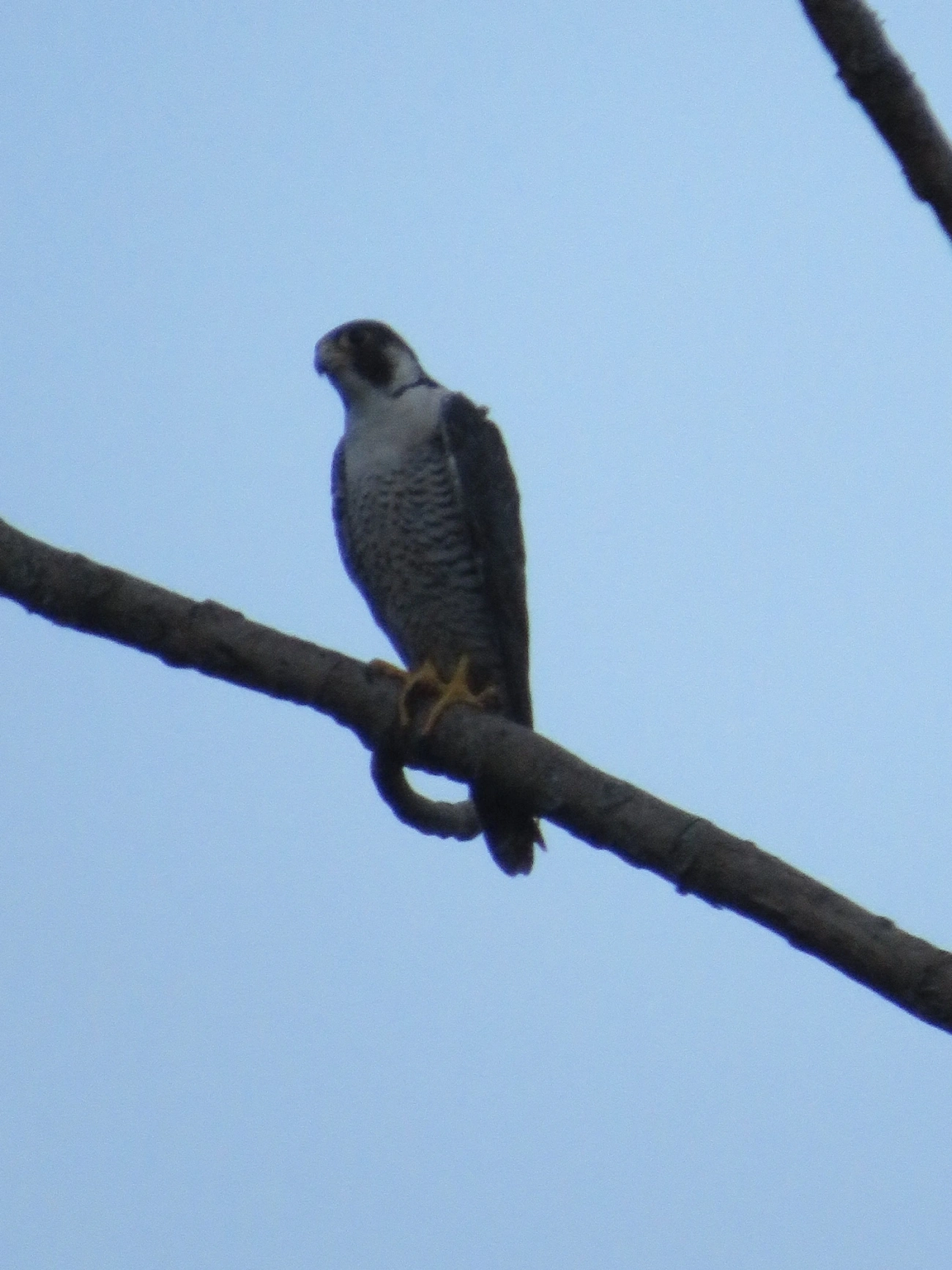 Falcão-peregrino (Falco peregrinus), aves, fotografado em Maresias, São Sebastião