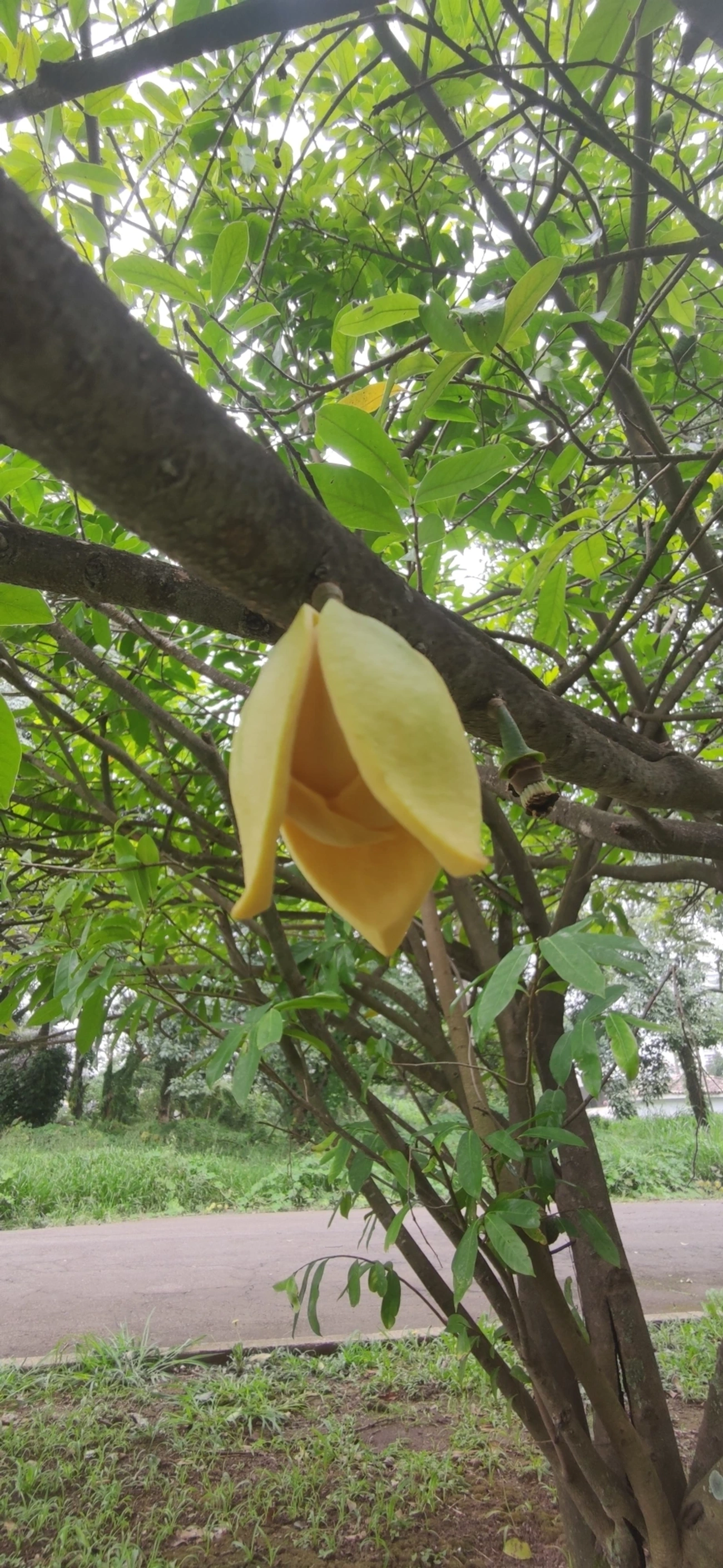 Marolo (Annona crassiflora), plantas, fotografado em Vila Santo Estevão, São Paulo