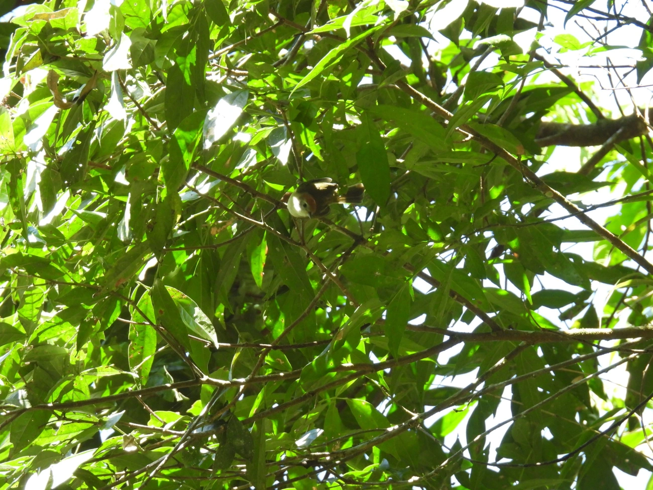 Verdinho-Coroado (Hylophilus poicilotis), aves, fotografado em Visconde de Mauá