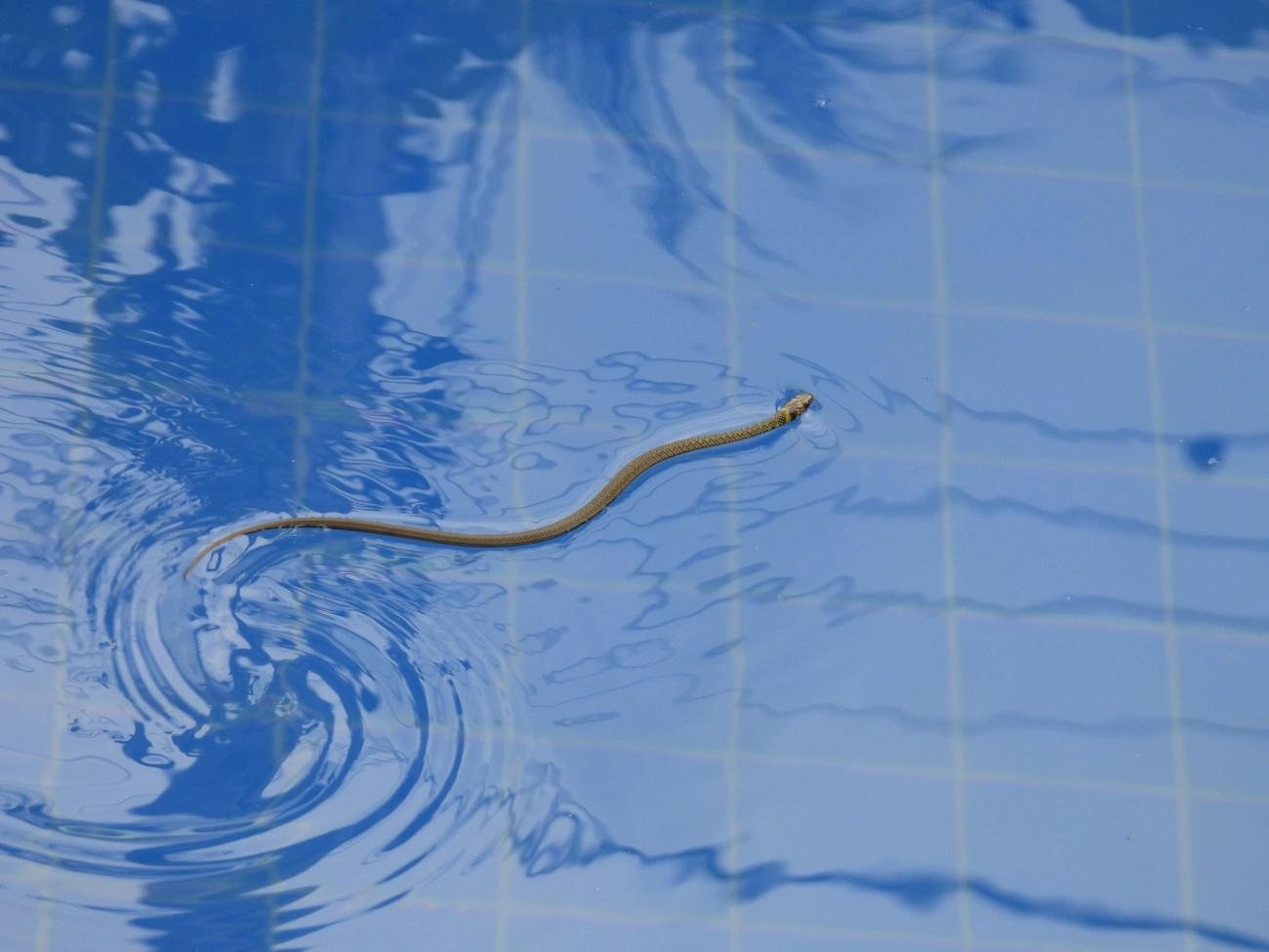 Cobra-d’água-comum (Erythrolamprus miliaris), répteis, fotografado em Maresias, São Sebastião
