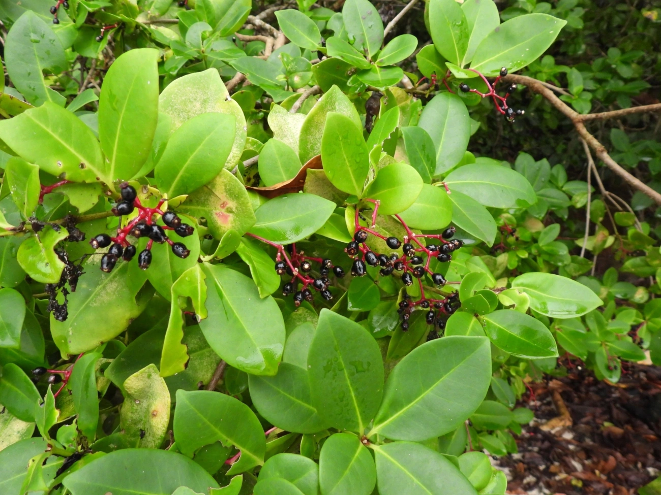 Guapira, plantas, fotografado em Maresias, São Sebastião