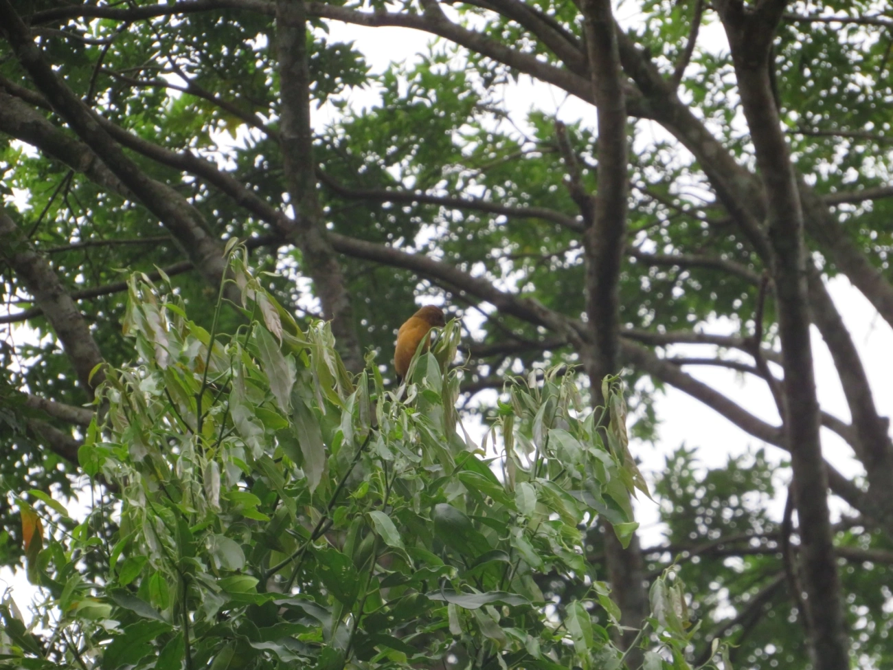 Tiê-galo (Loriotus cristatus), aves, fotografado em Maresias, São Sebastião