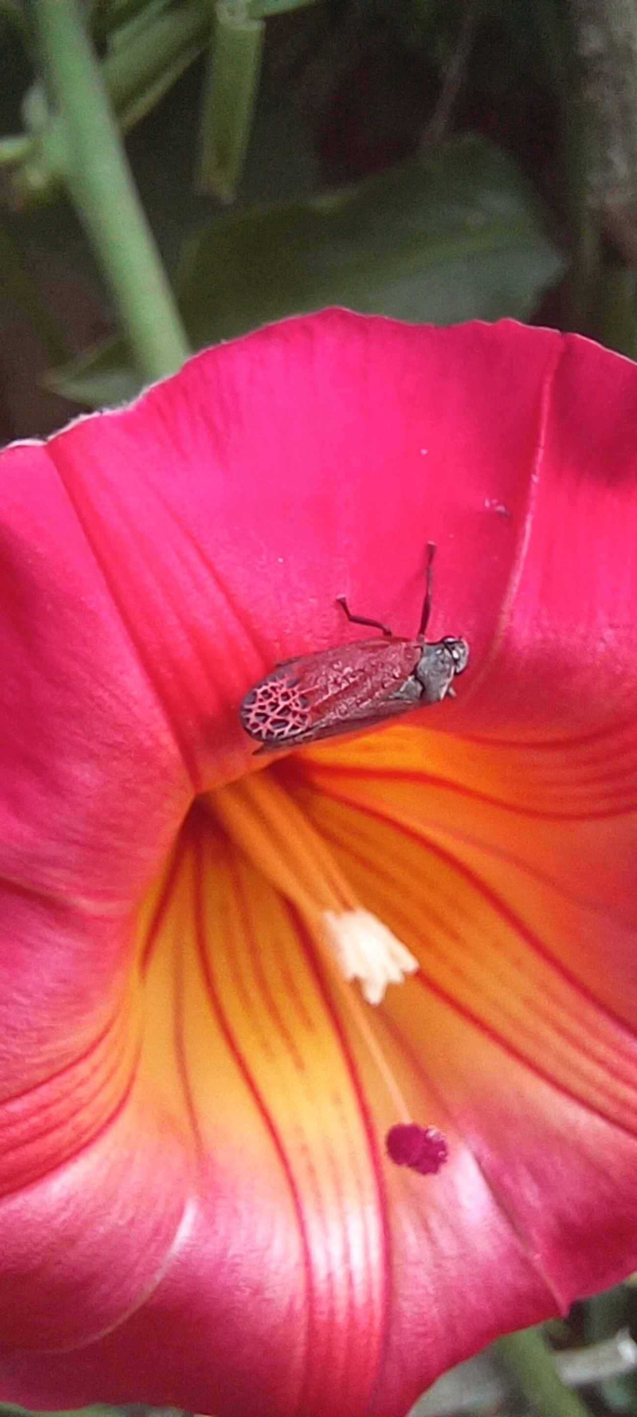 Cigarrinha-de-asa-vermelha (Mahanarva rubripennis), insetos, fotografado em Maresias, São Sebastião