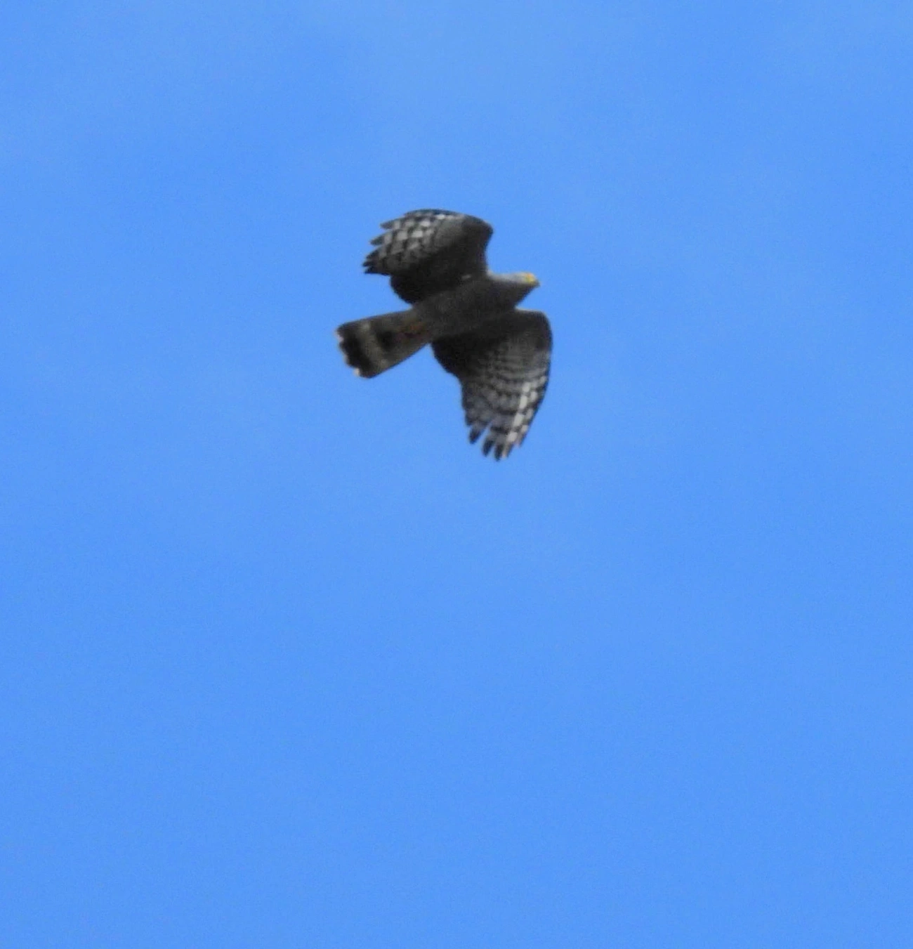 Caracoleiro (Chondrohierax uncinatus), aves, fotografado em Maresias, São Sebastião