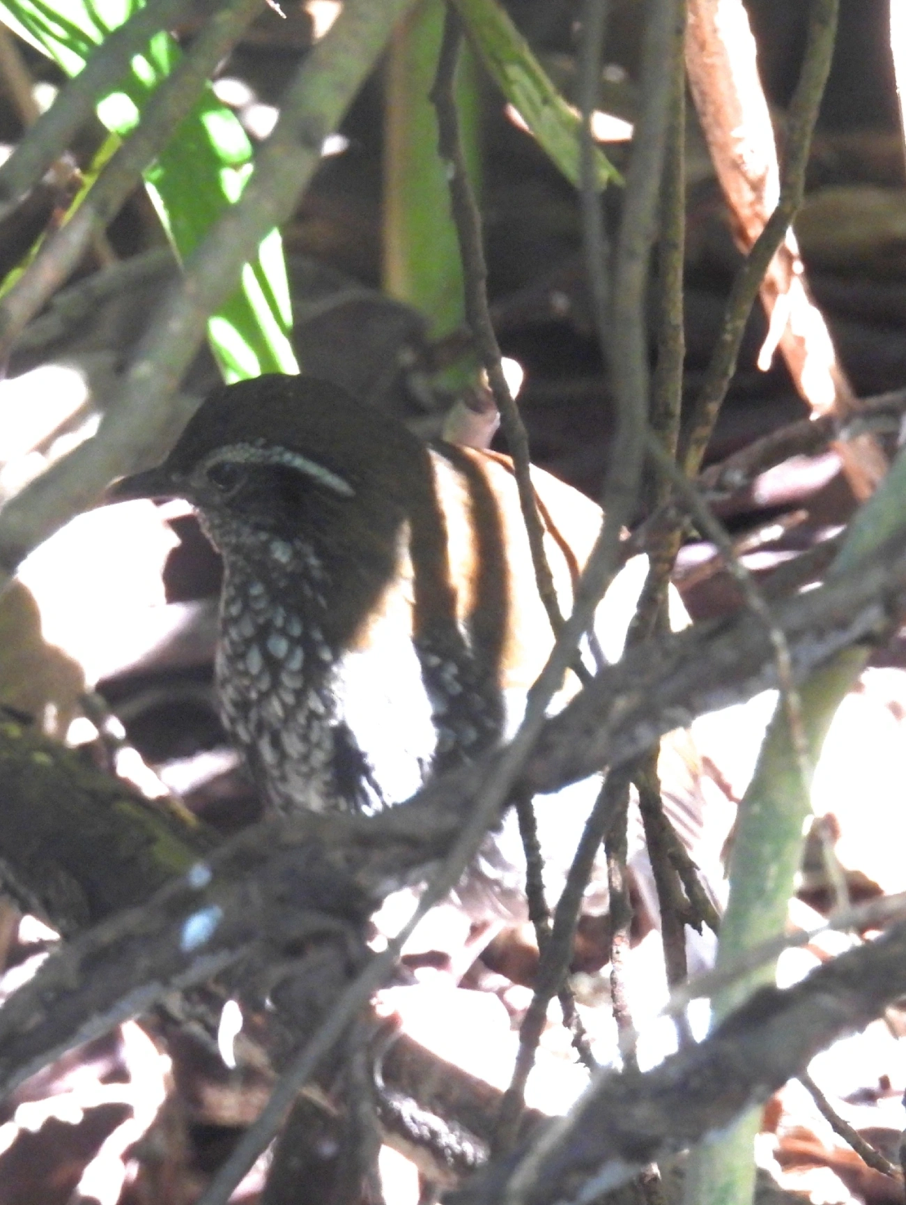 João-porca (Lochmias nematura), aves, fotografado em Pedra Selada