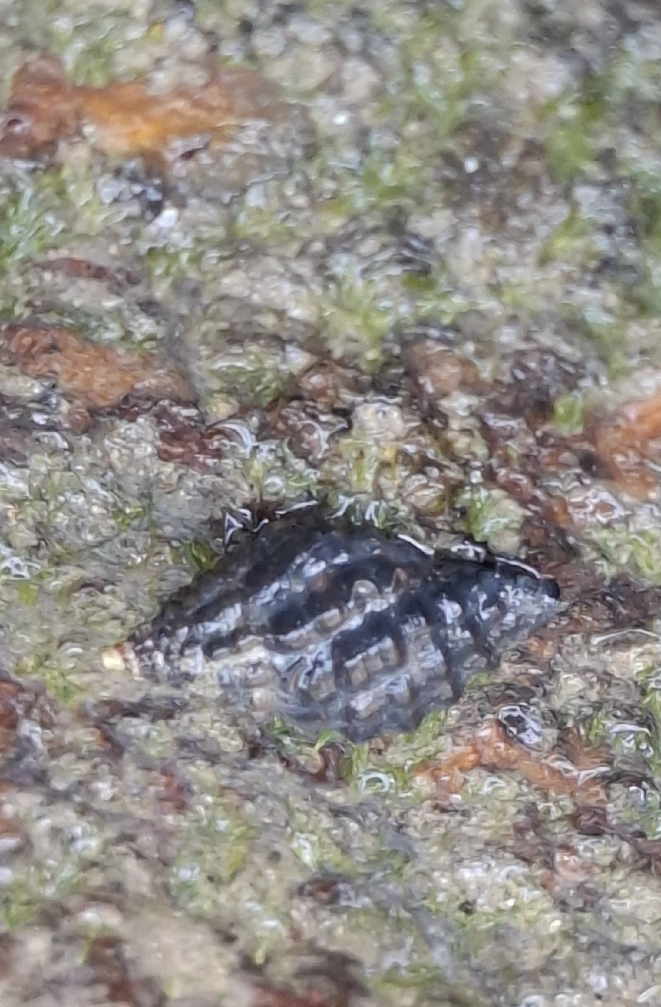 Caramujo-amora (Claremontiella nodulosa), moluscos, fotografado em Maresias, São Sebastião