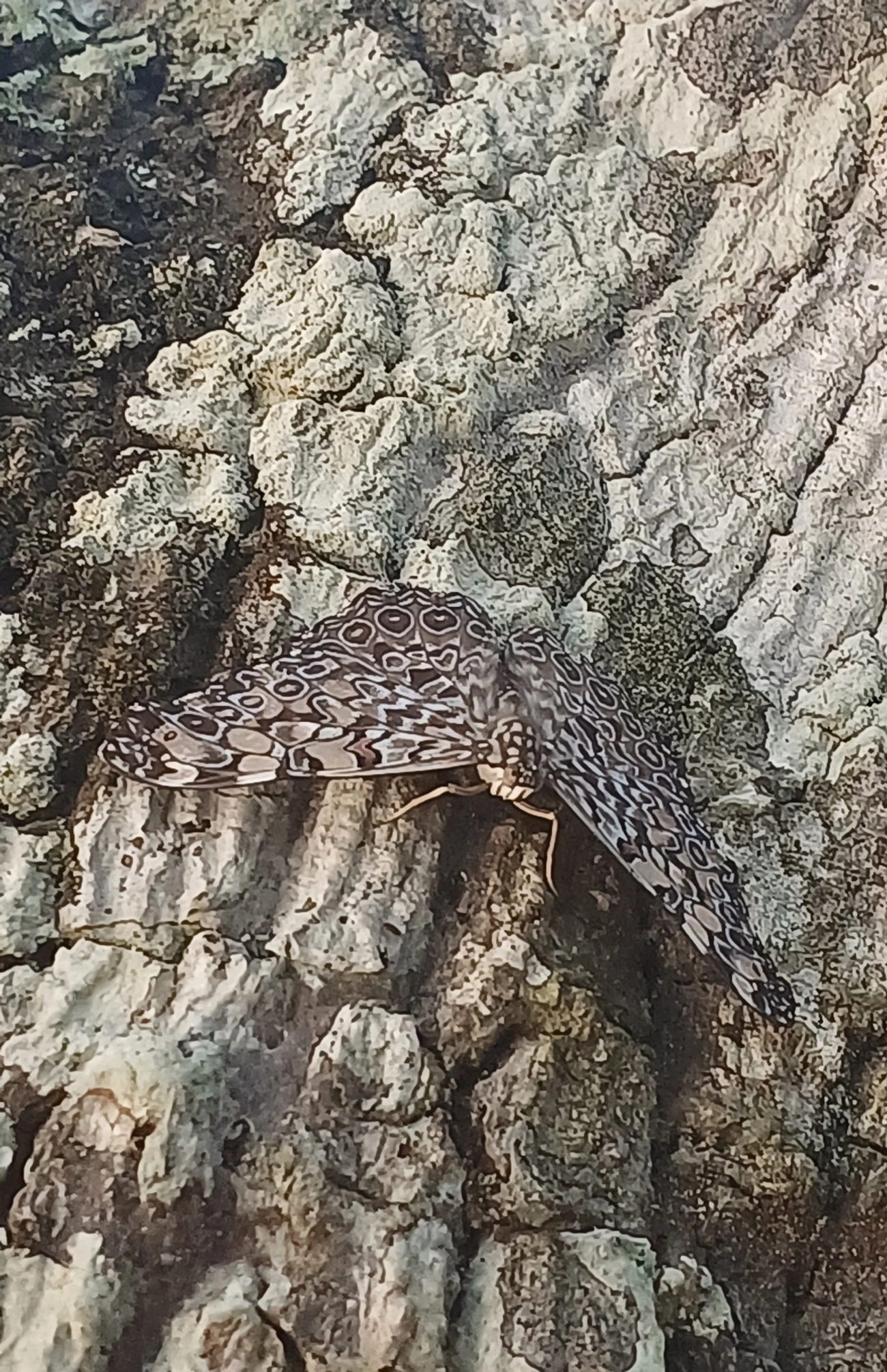 Borboleta-estaladeira (Hamadryas feronia), insetos, fotografado em Maresias, São Sebastião