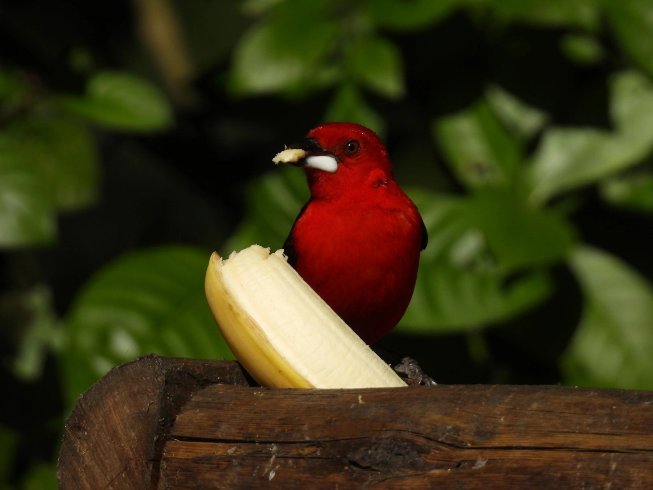 Tiê-sangue (Ramphocelus bresilius), aves, fotografado em Resende