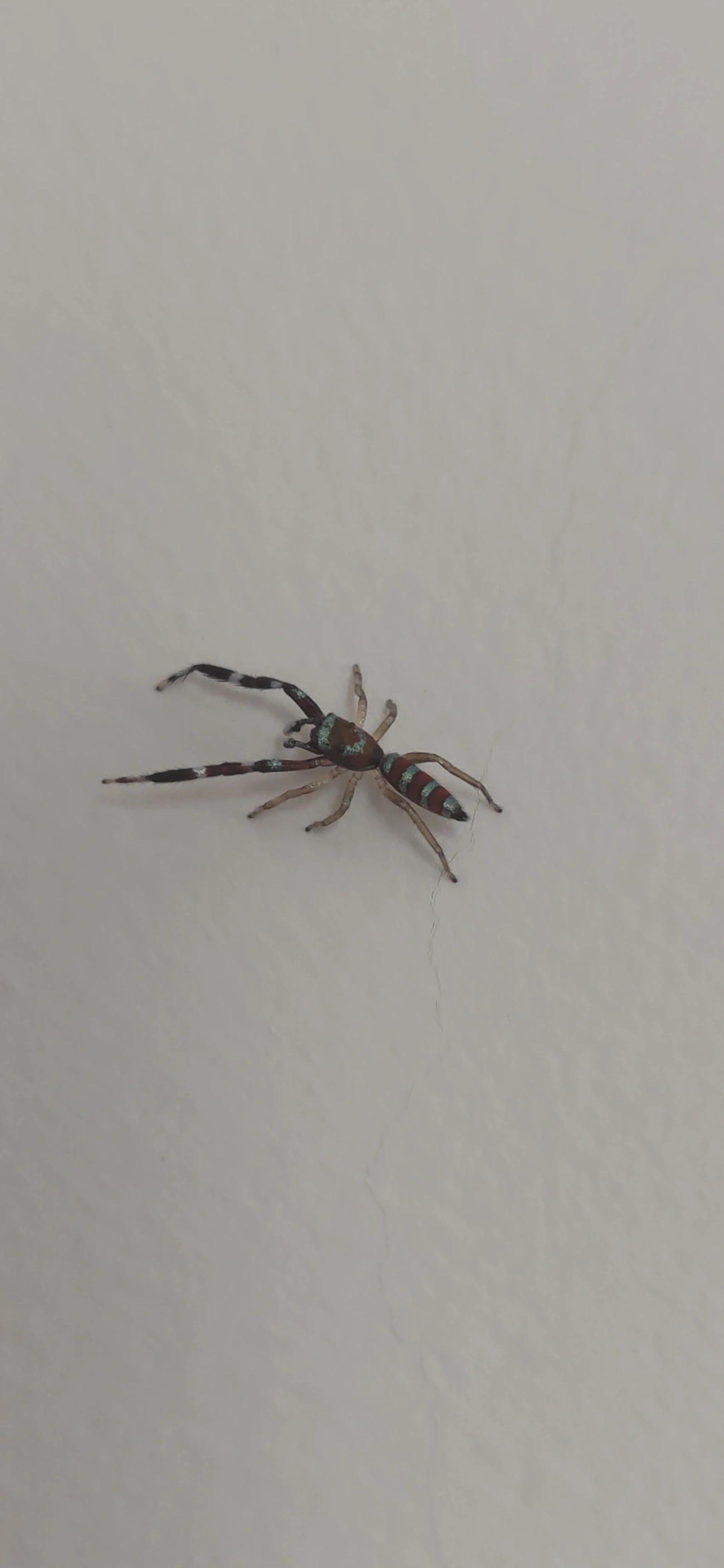 Psecas, aracnídeos, fotografado em Maresias, São Sebastião