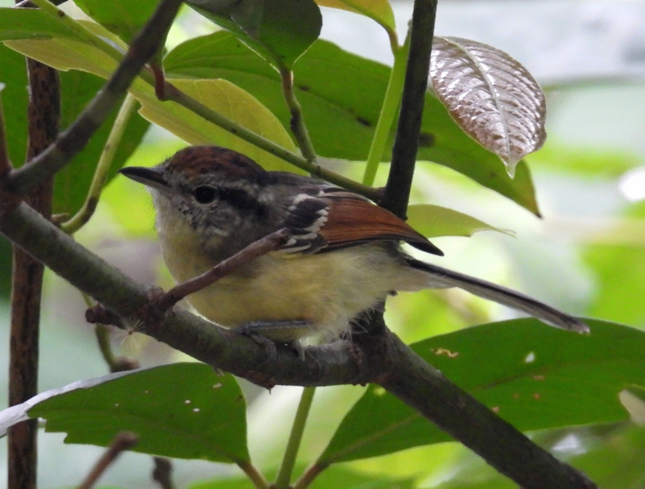 Chorozinho-de-Asa-Vermelha (Herpsilochmus rufimarginatus), aves, fotografado em Maresias, São Sebastião