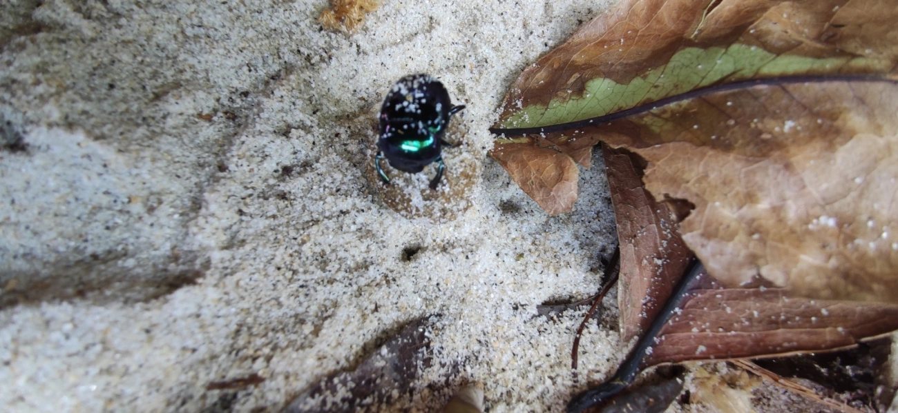 Besouros-Rola-Bosta (Scarabaeinae), insetos, fotografado em Maresias, São Sebastião