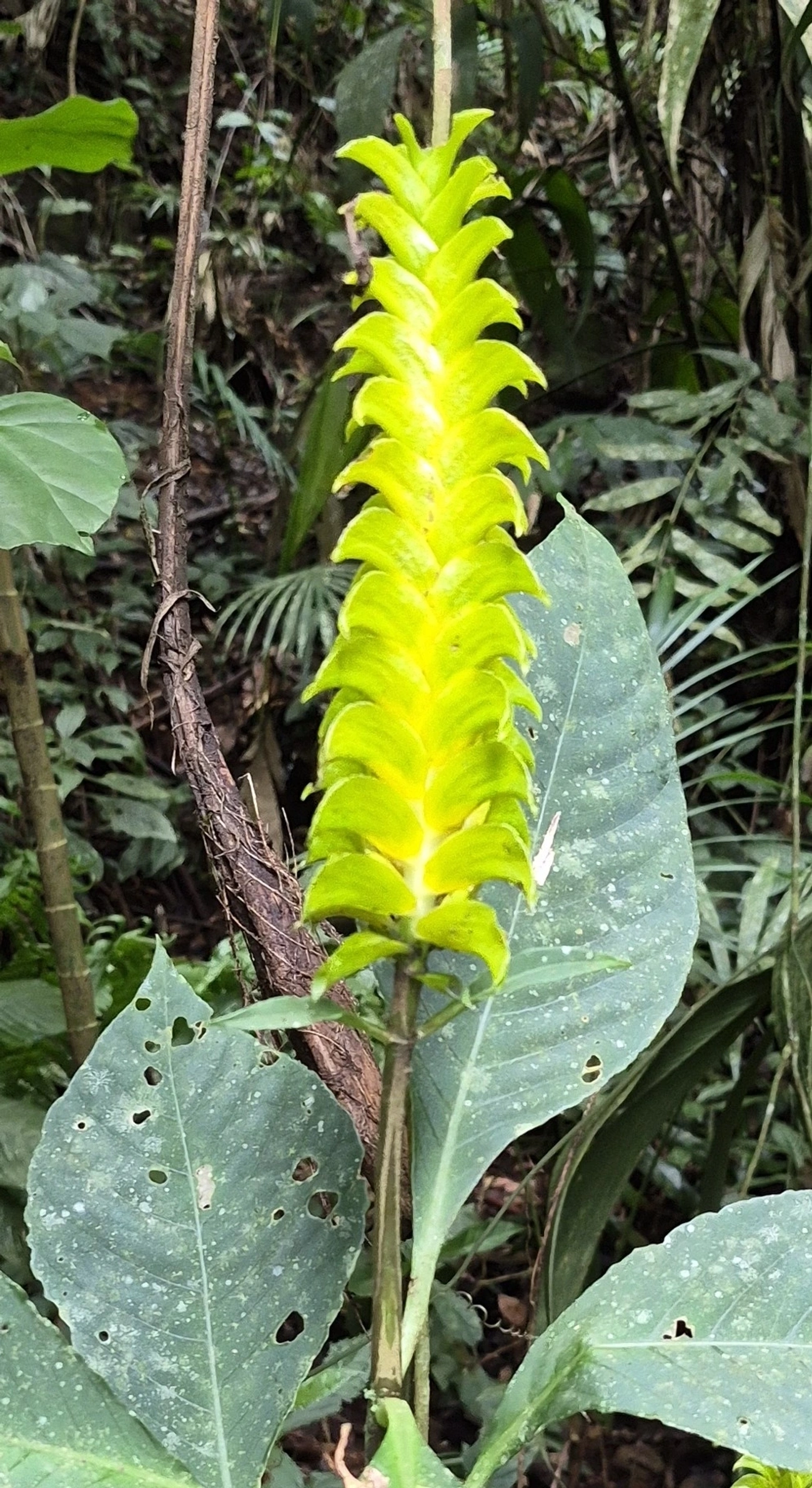 Aphelandra, plantas, fotografado em Pedra Selada