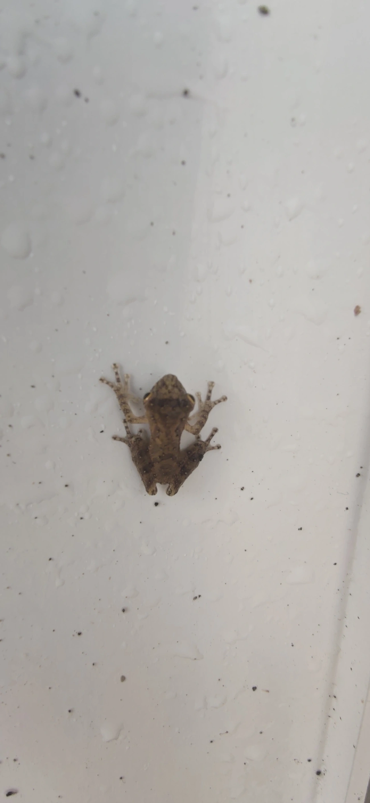 Perereca-do-litoral (Ololygon littoralis), anfíbios, fotografado em Maresias, São Sebastião